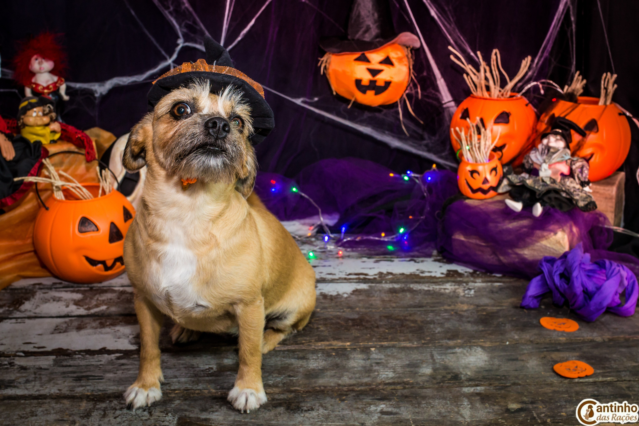 Hallowen — 2020 Doces ou travessuras. Fotografia Pet — estúdio, eventos, aniversários, ensaios temáticos