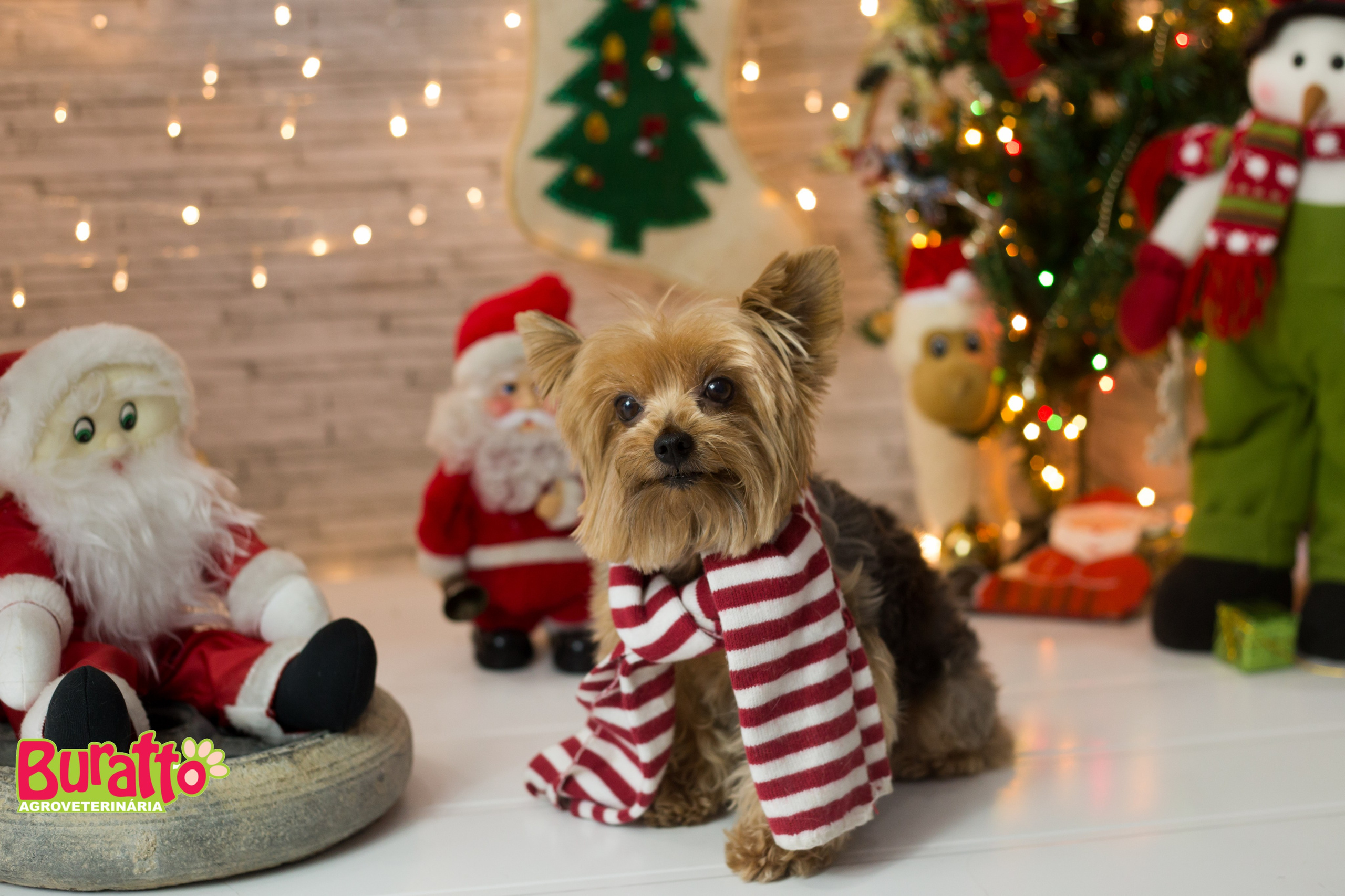 2018 — Natal encantado dos Pets. Fotografia Pet — estúdio, eventos, aniversários, ensaios temáticos