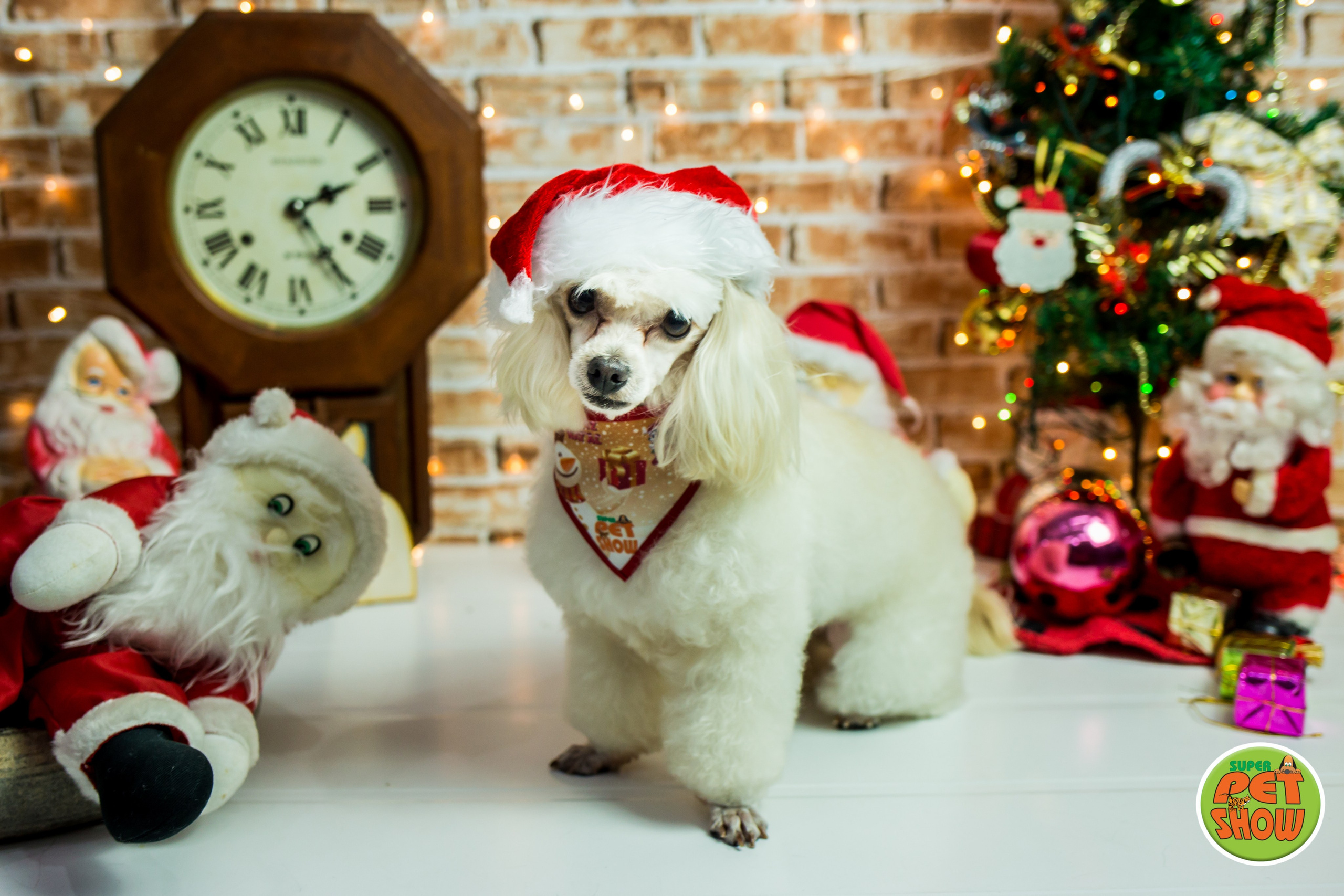 2019 — Natal encantado dos Pets. Fotografia Pet — estúdio, eventos, aniversários, ensaios temáticos