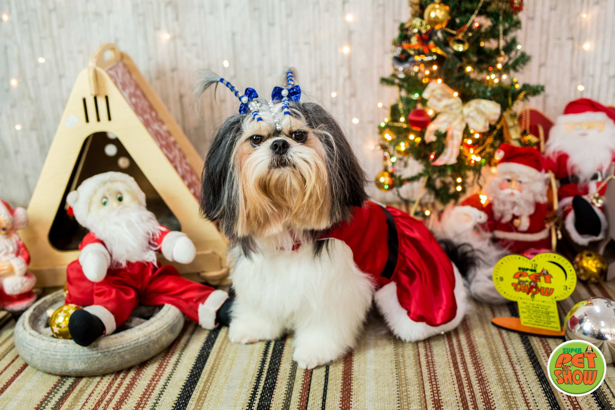 2019 — Natal encantado dos Pets. Fotografia Pet — estúdio, eventos, aniversários, ensaios temáticos