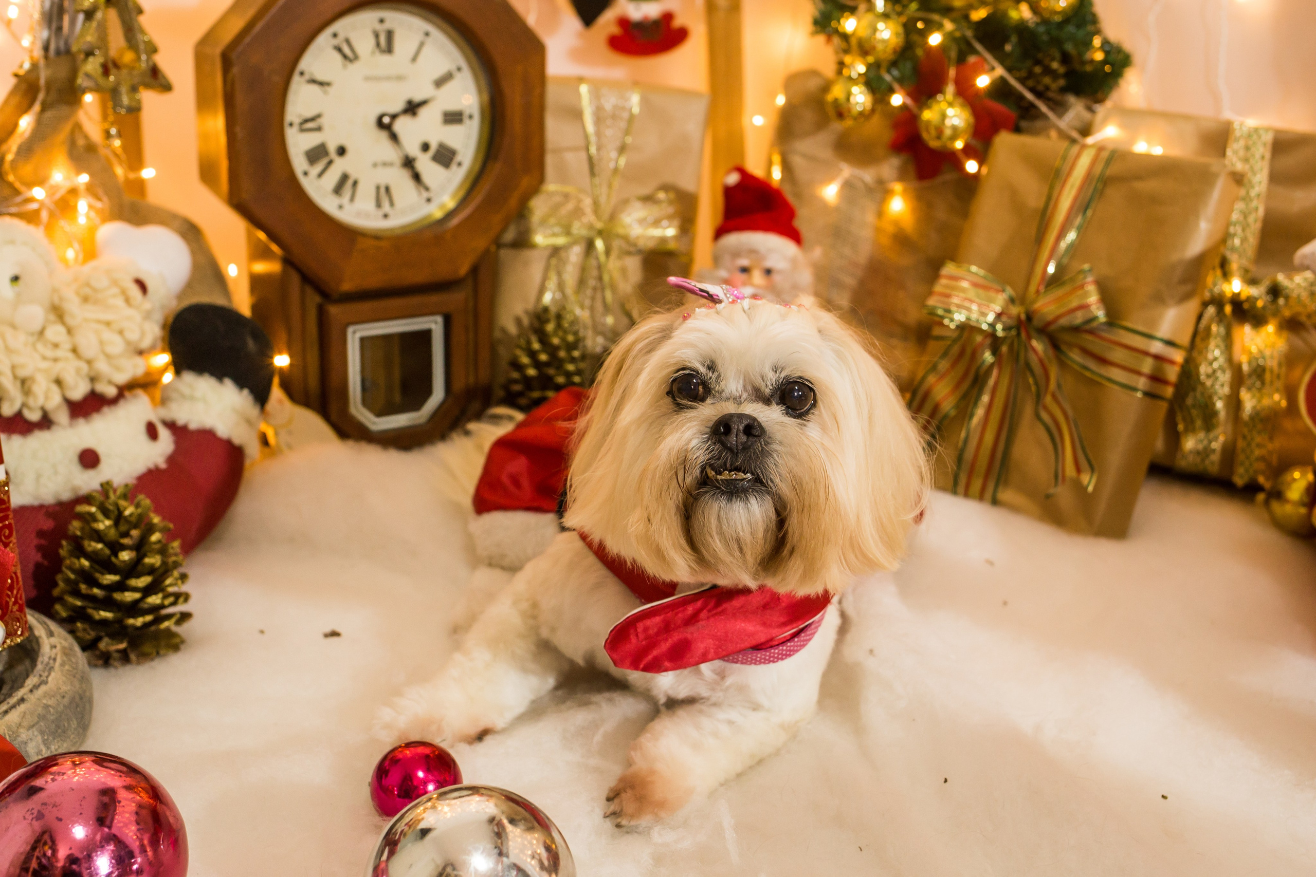 2021 — Natal encantado dos Pets. Fotografia Pet — estúdio, eventos, aniversários, ensaios temáticos