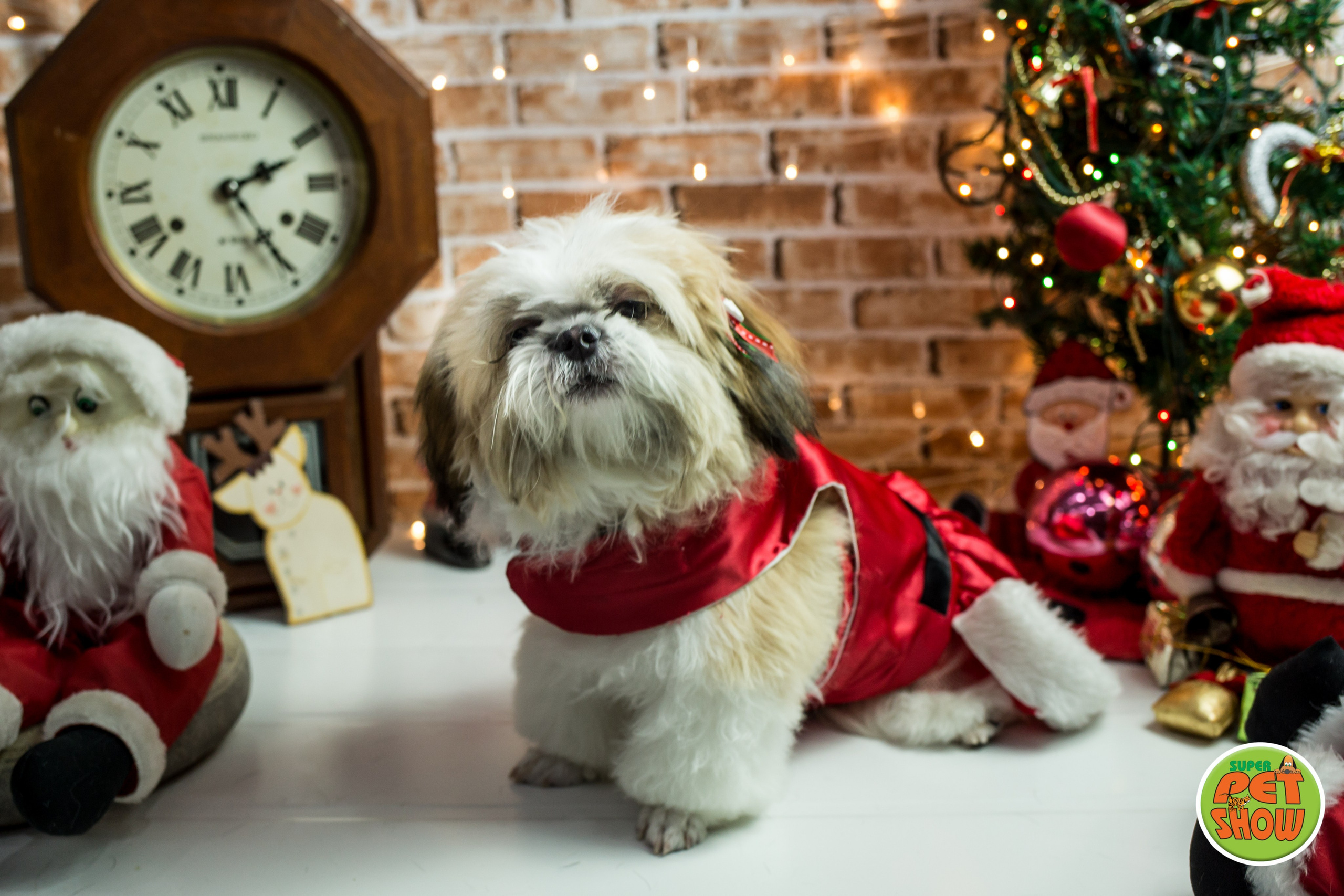 2019 — Natal encantado dos Pets. Fotografia Pet — estúdio, eventos, aniversários, ensaios temáticos