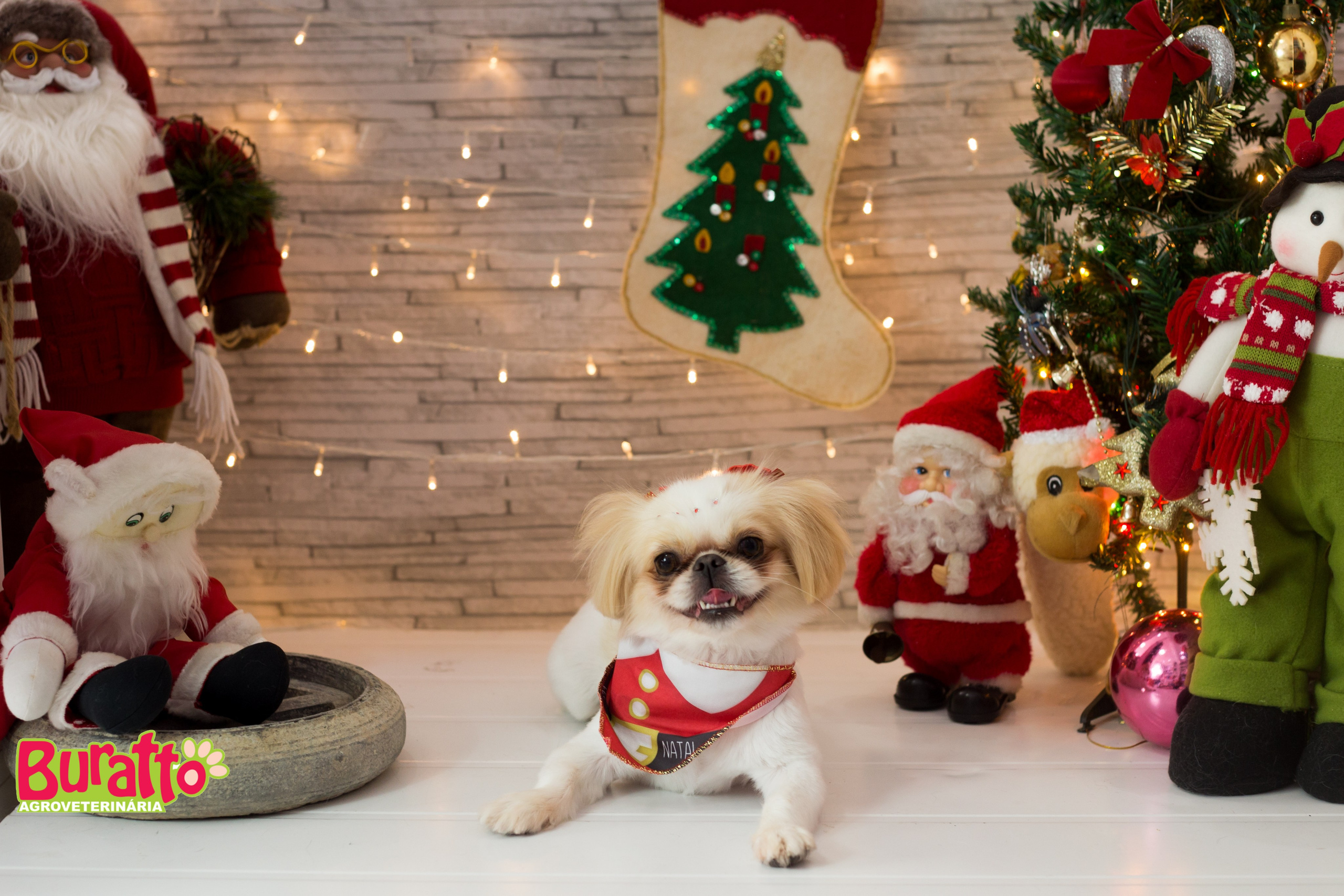 2018 — Natal encantado dos Pets. Fotografia Pet — estúdio, eventos, aniversários, ensaios temáticos