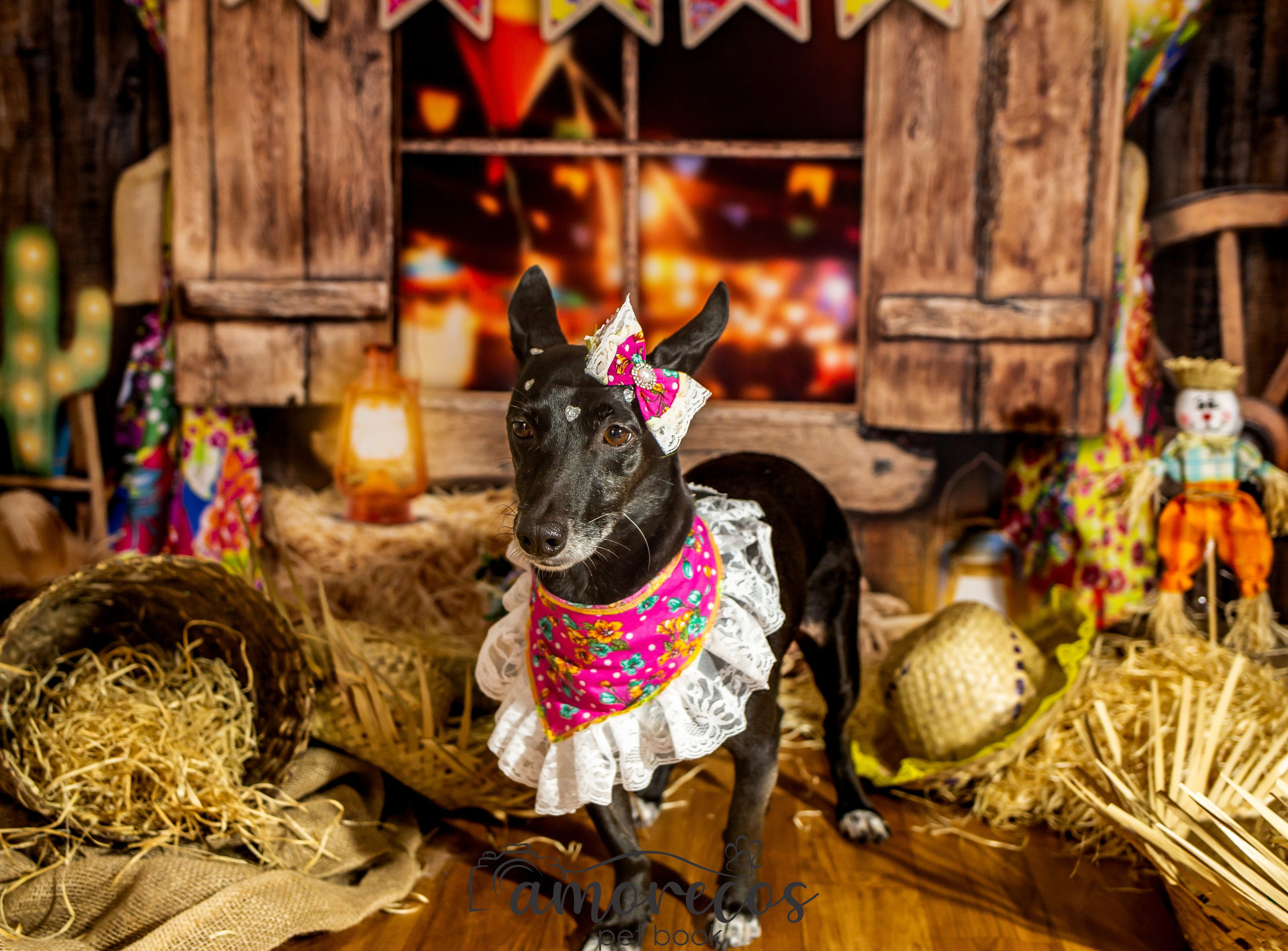 Arraia 2022. Fotografia Pet — estúdio, eventos, aniversários, ensaios temáticos