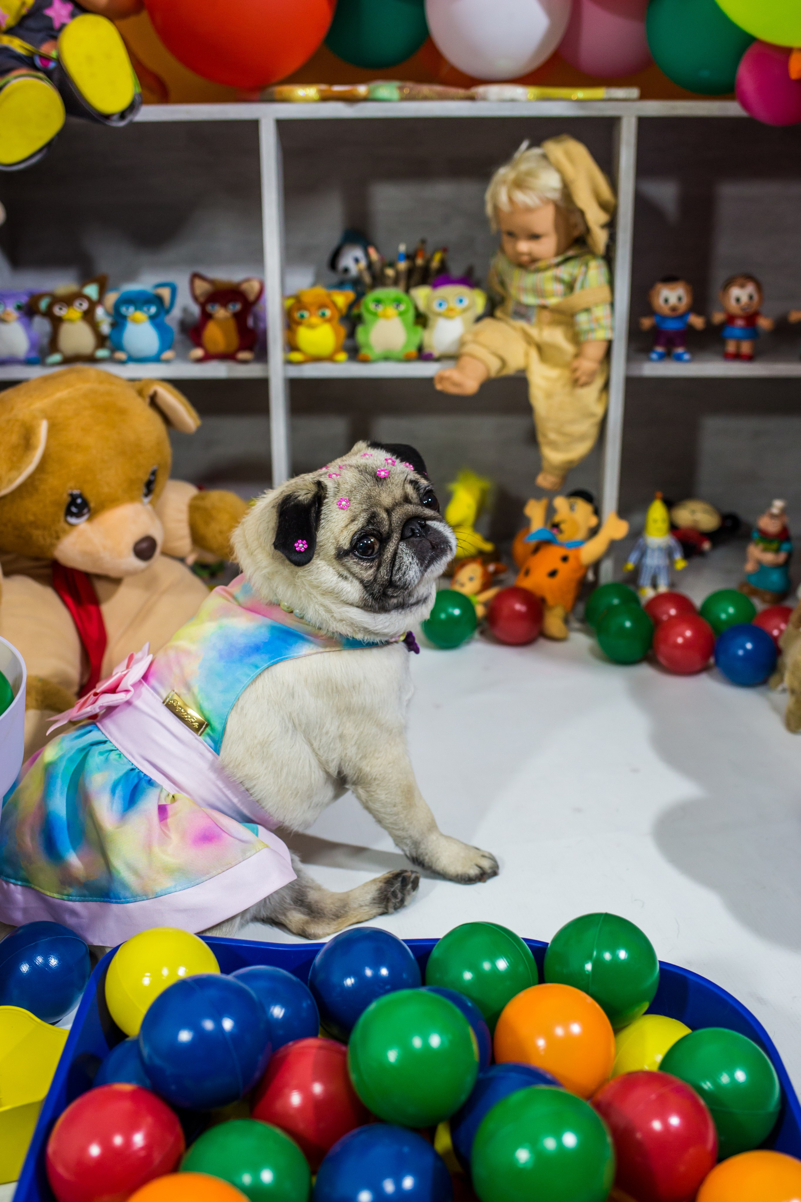 Dia das crianças — 2021. Fotografia Pet — estúdio, eventos, aniversários, ensaios temáticos
