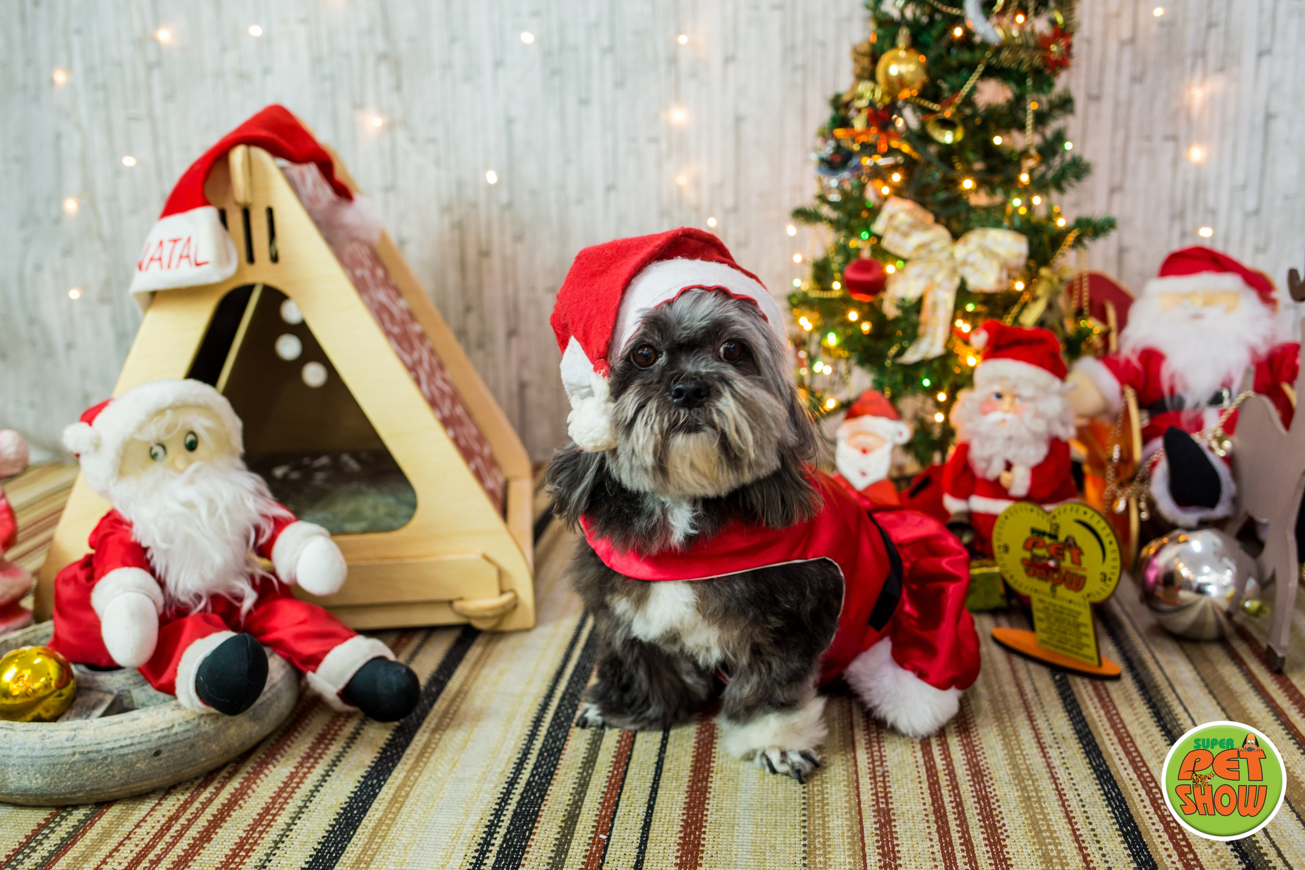 2019 — Natal encantado dos Pets. Fotografia Pet — estúdio, eventos, aniversários, ensaios temáticos