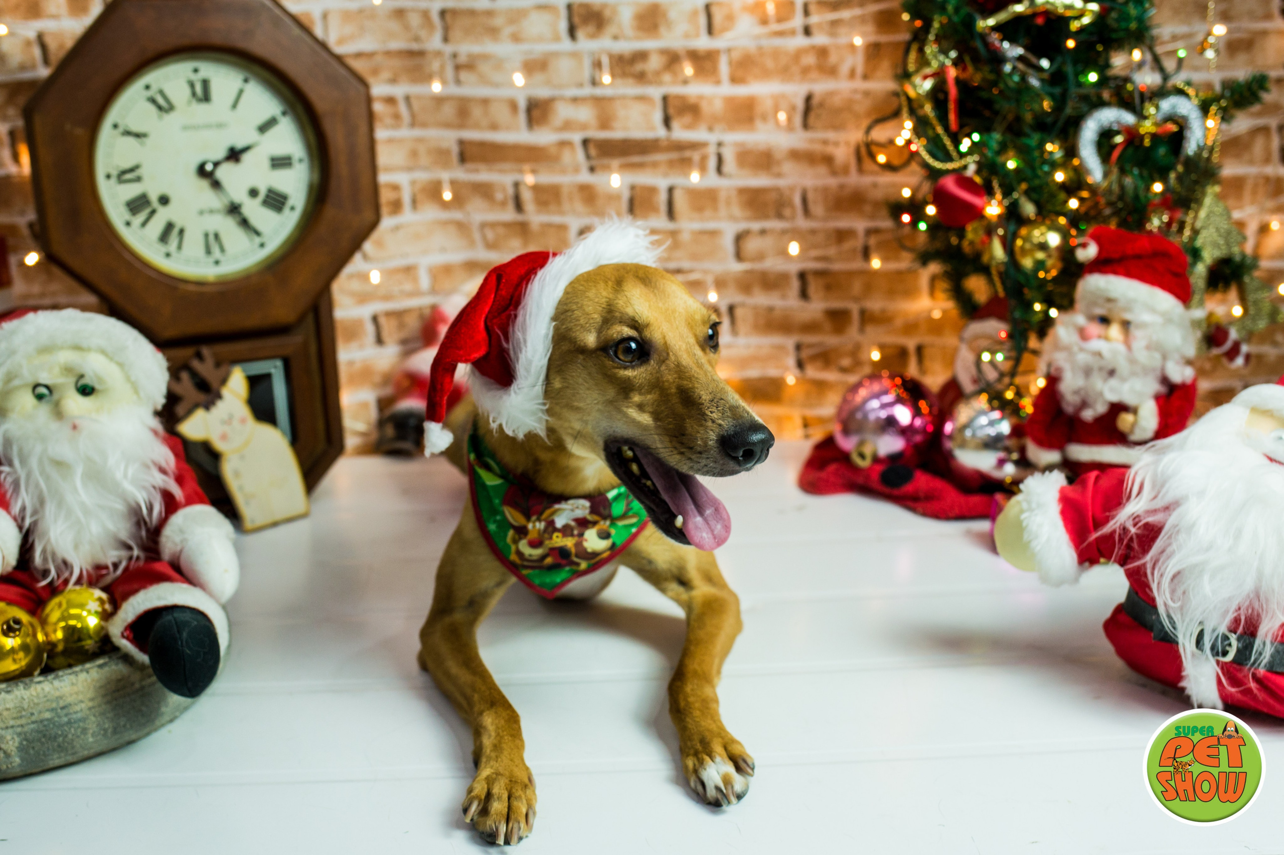 2019 — Natal encantado dos Pets. Fotografia Pet — estúdio, eventos, aniversários, ensaios temáticos