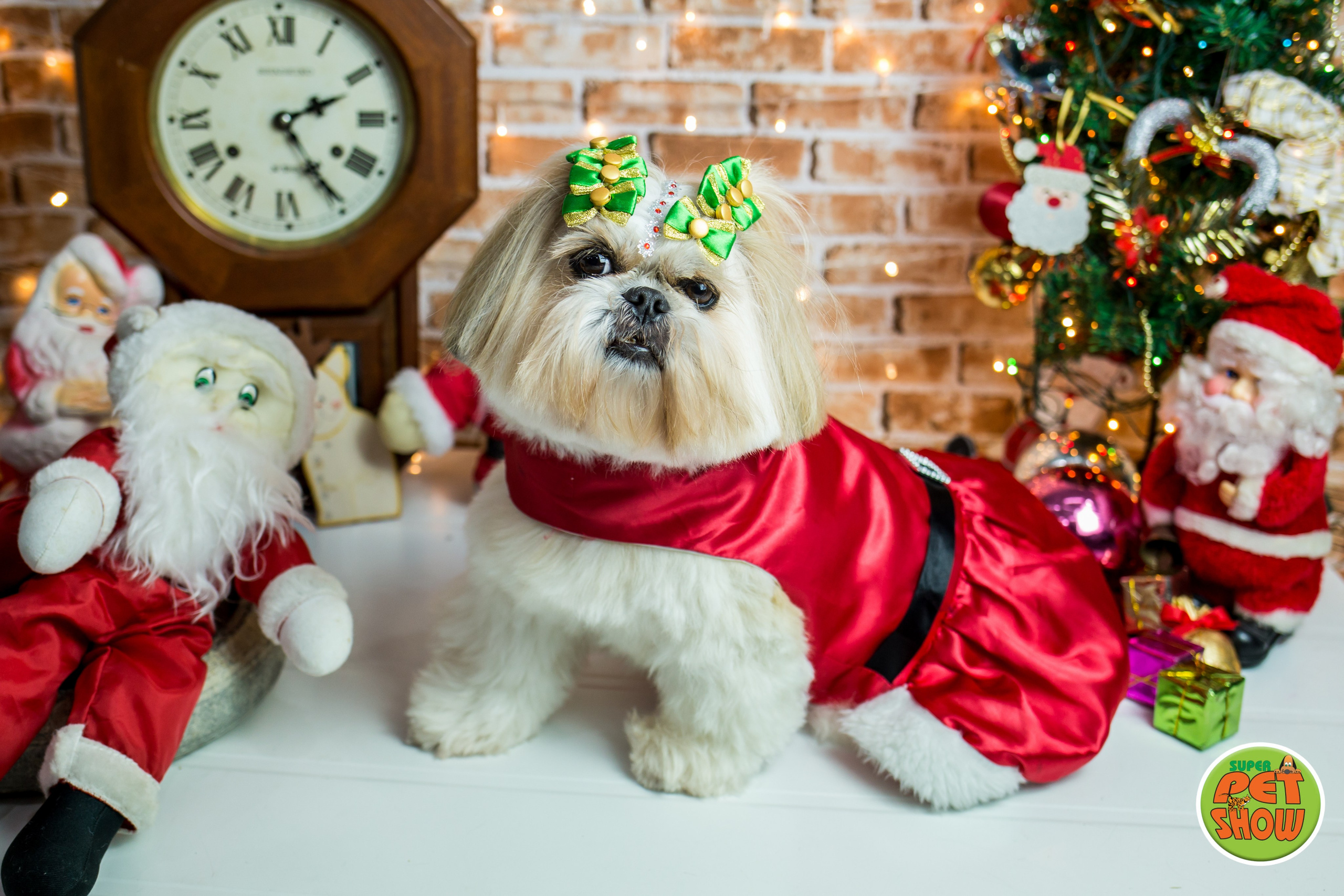 2019 — Natal encantado dos Pets. Fotografia Pet — estúdio, eventos, aniversários, ensaios temáticos