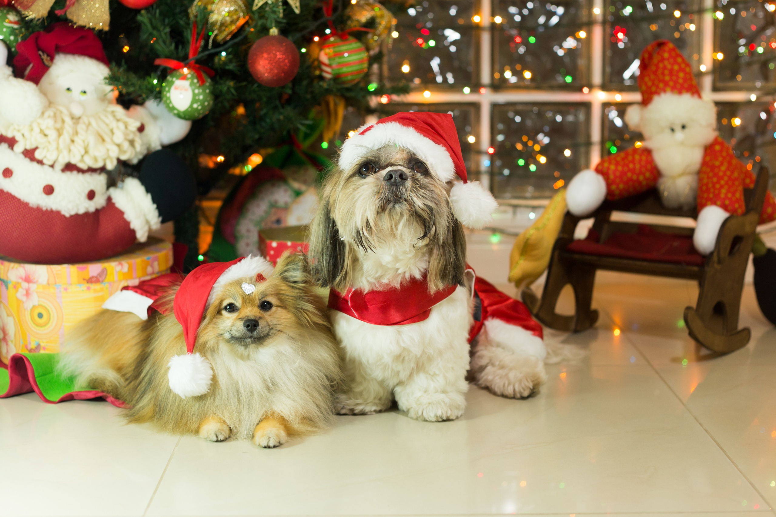 🐾 Um Natal cheio de amor, no cantinho deles. Fotografia Pet — estúdio, eventos, aniversários, ensaios temáticos