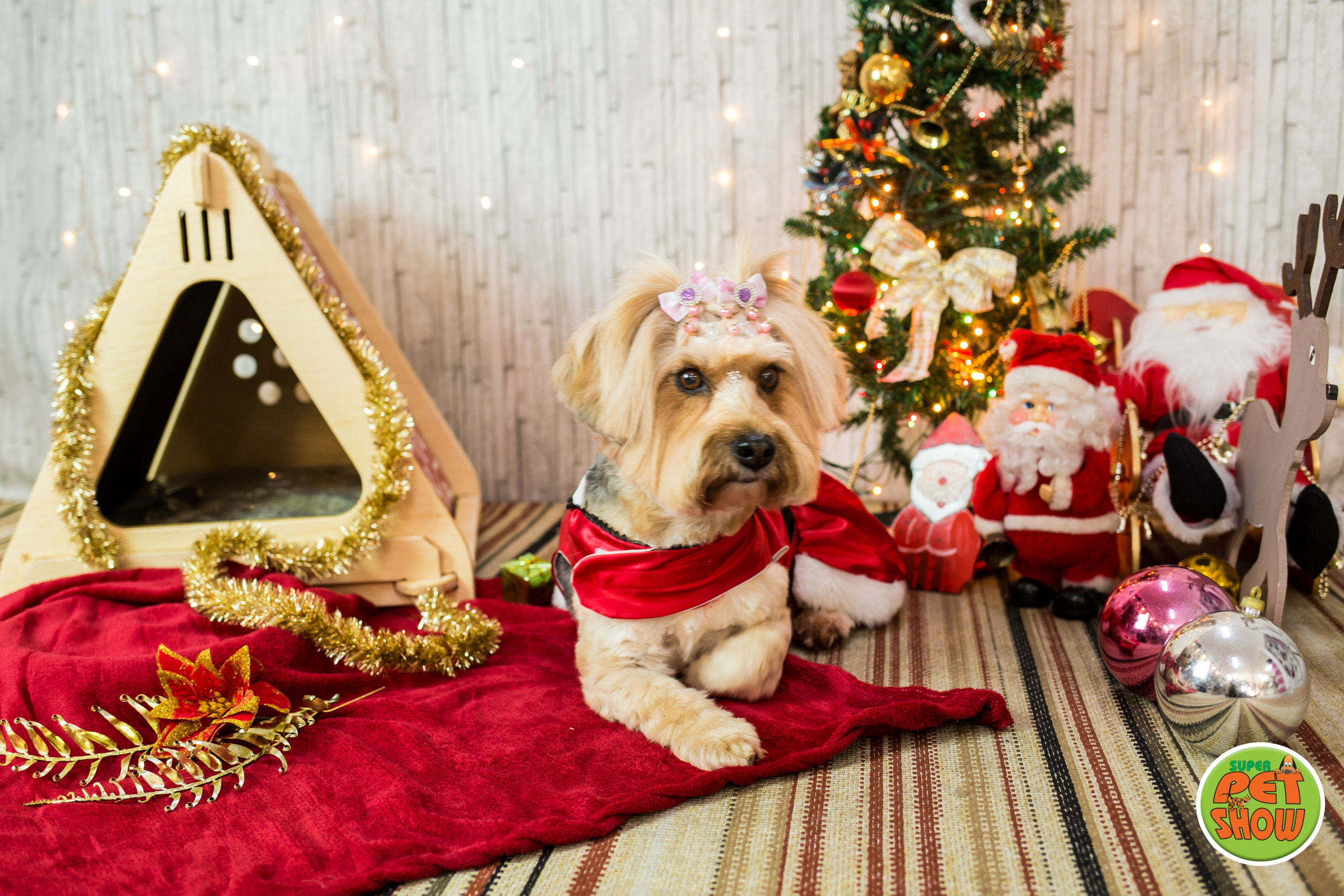 2019 — Natal encantado dos Pets. Fotografia Pet — estúdio, eventos, aniversários, ensaios temáticos