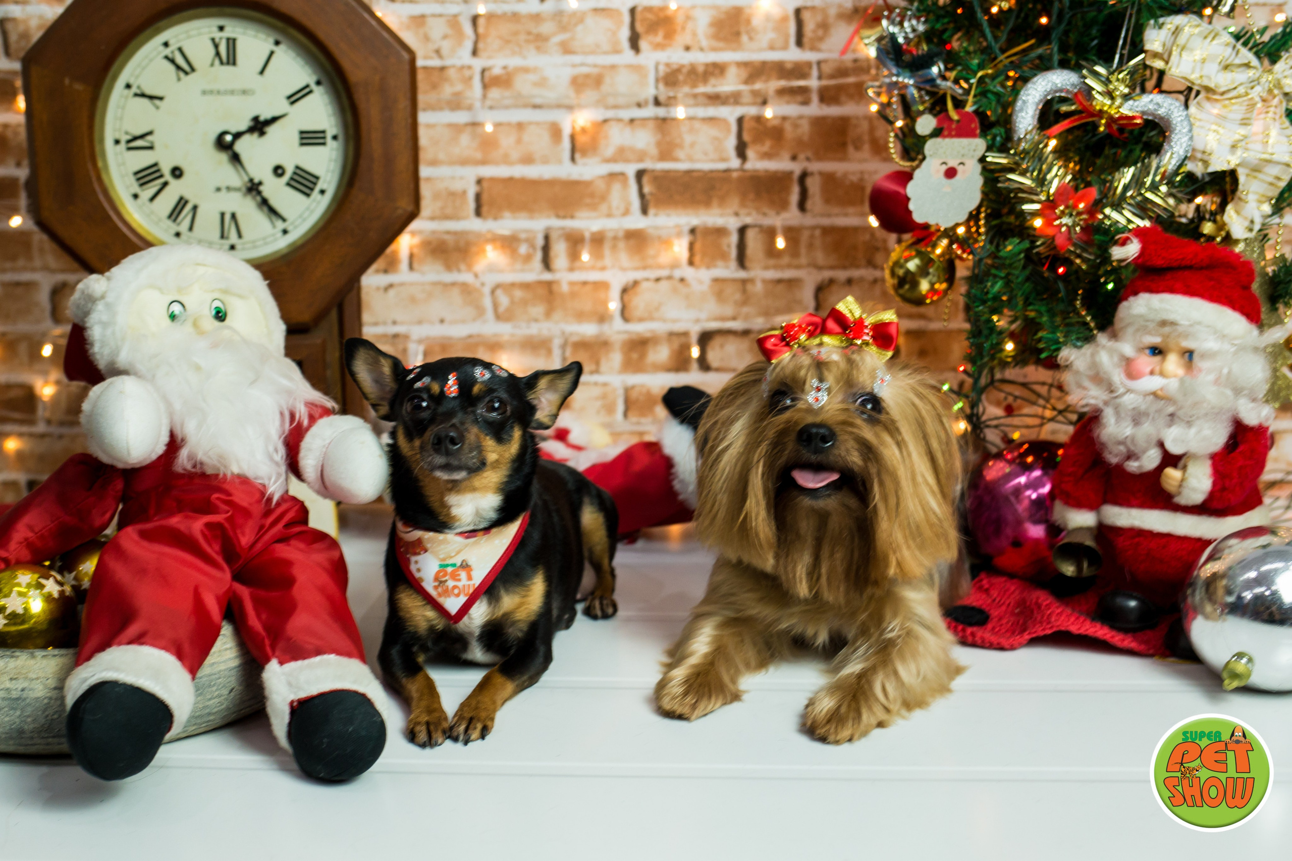 2019 — Natal encantado dos Pets. Fotografia Pet — estúdio, eventos, aniversários, ensaios temáticos