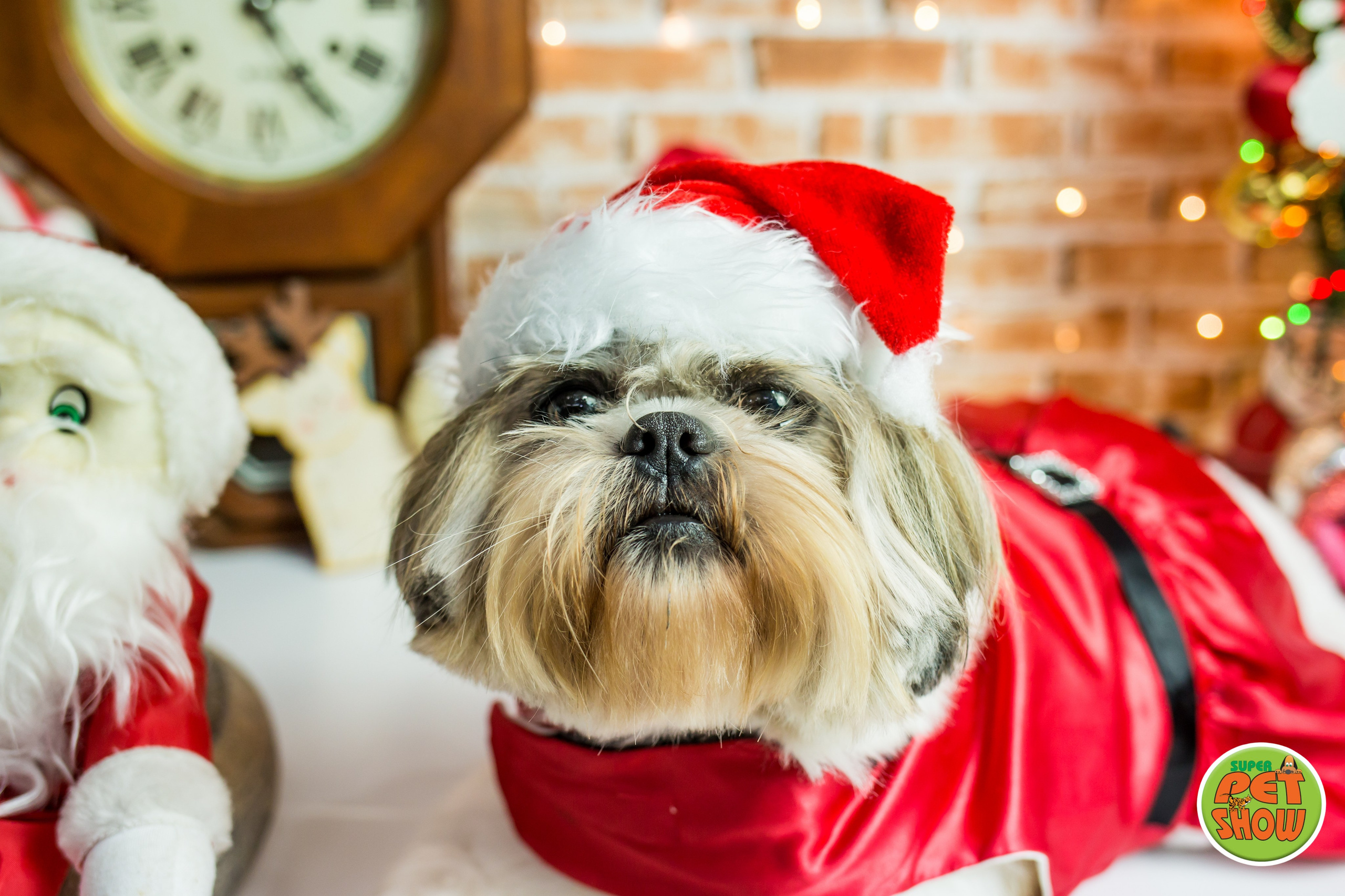 2019 — Natal encantado dos Pets. Fotografia Pet — estúdio, eventos, aniversários, ensaios temáticos