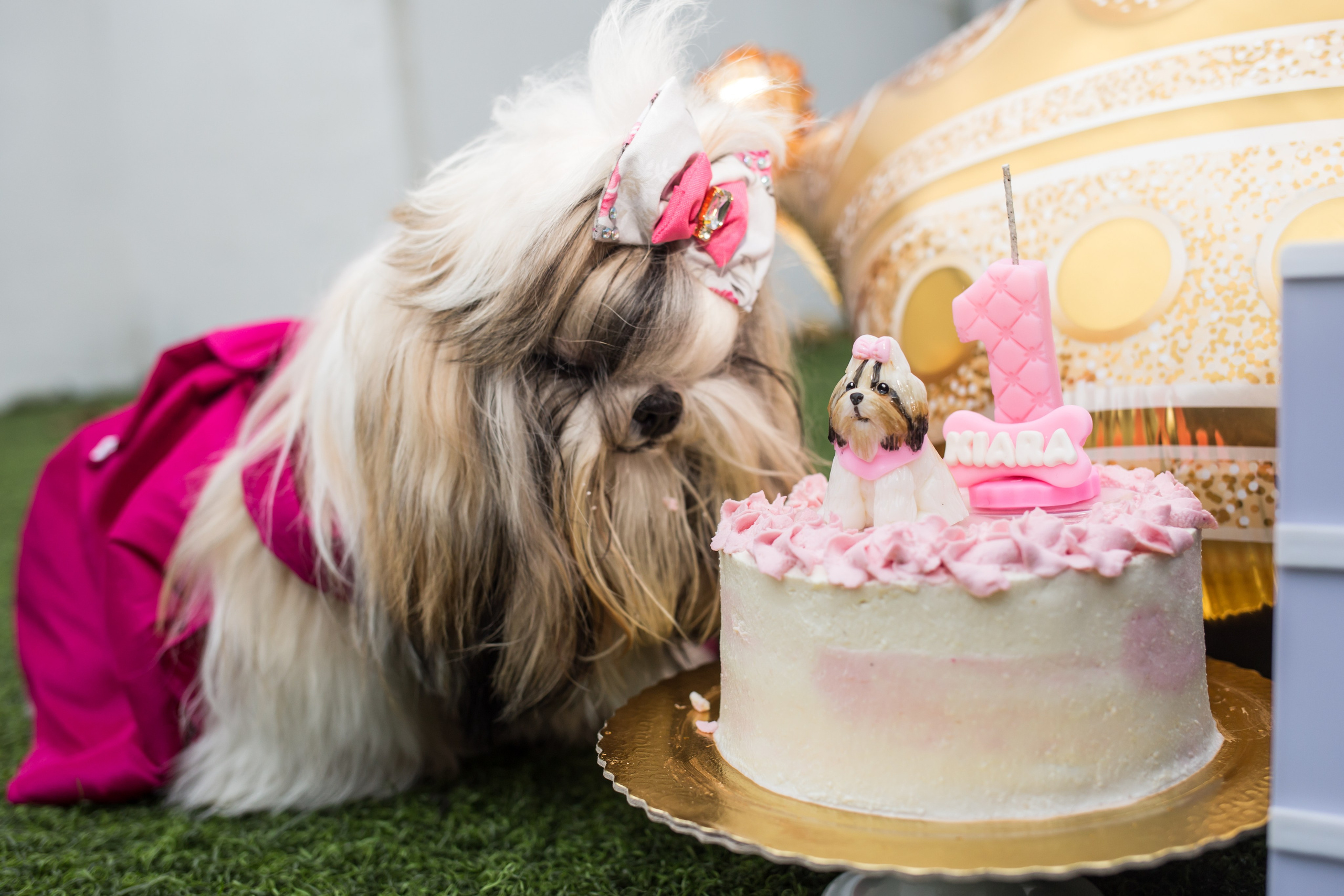 Kiara — 1 aninho. Fotografia Pet — estúdio, eventos, aniversários, ensaios temáticos