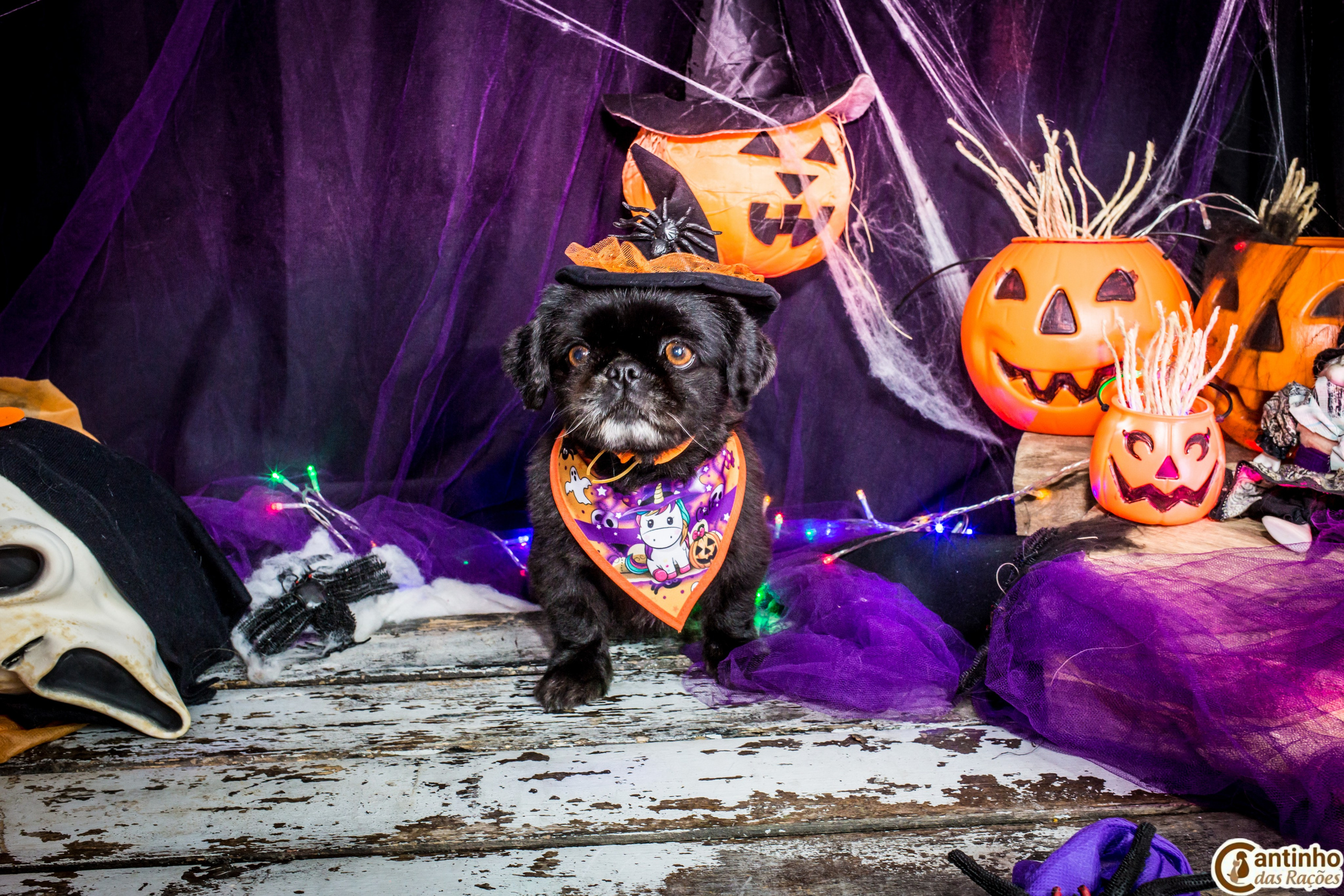 Hallowen — 2020 Doces ou travessuras. Fotografia Pet — estúdio, eventos, aniversários, ensaios temáticos