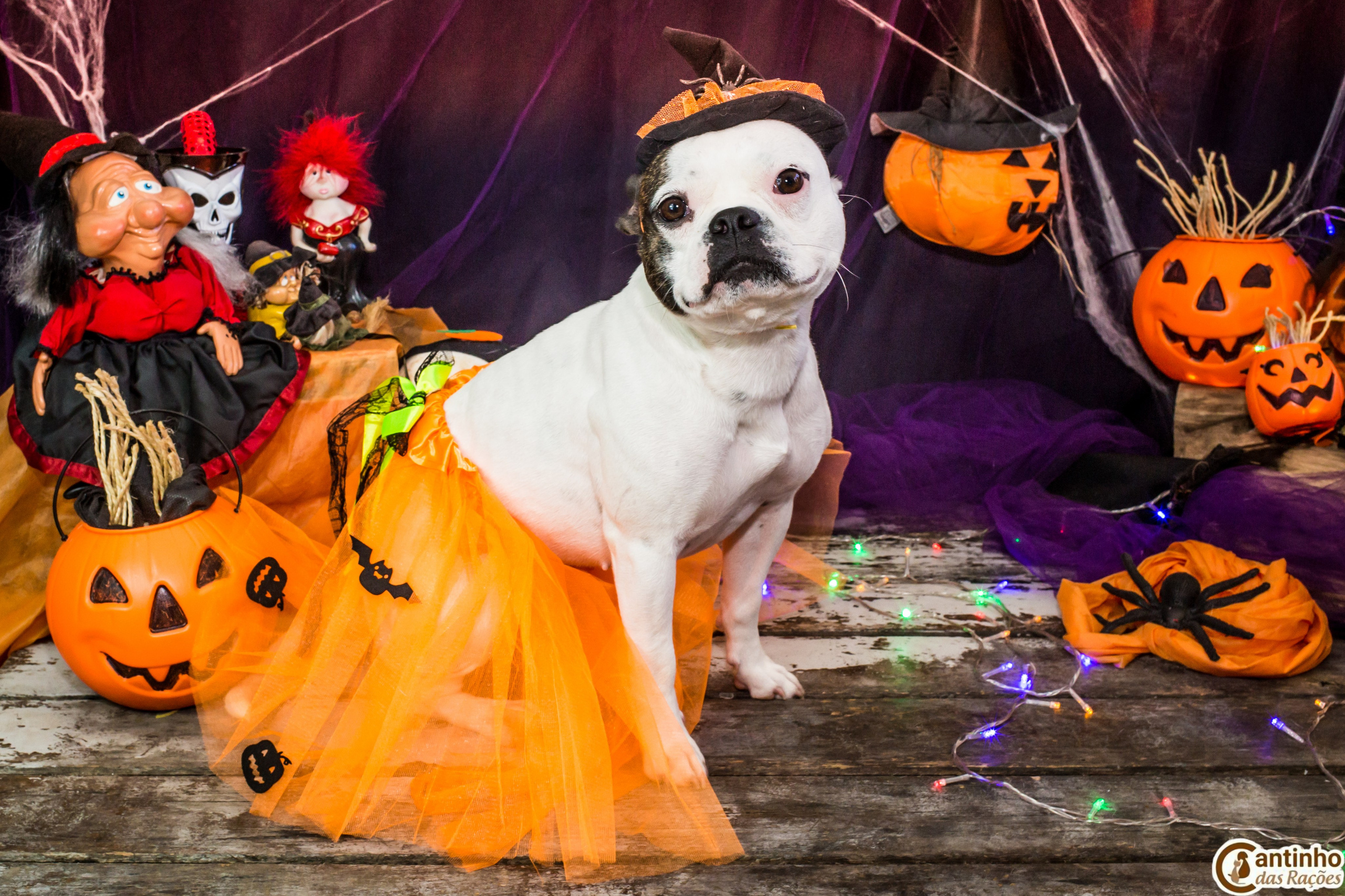 Hallowen — 2020 Doces ou travessuras. Fotografia Pet — estúdio, eventos, aniversários, ensaios temáticos