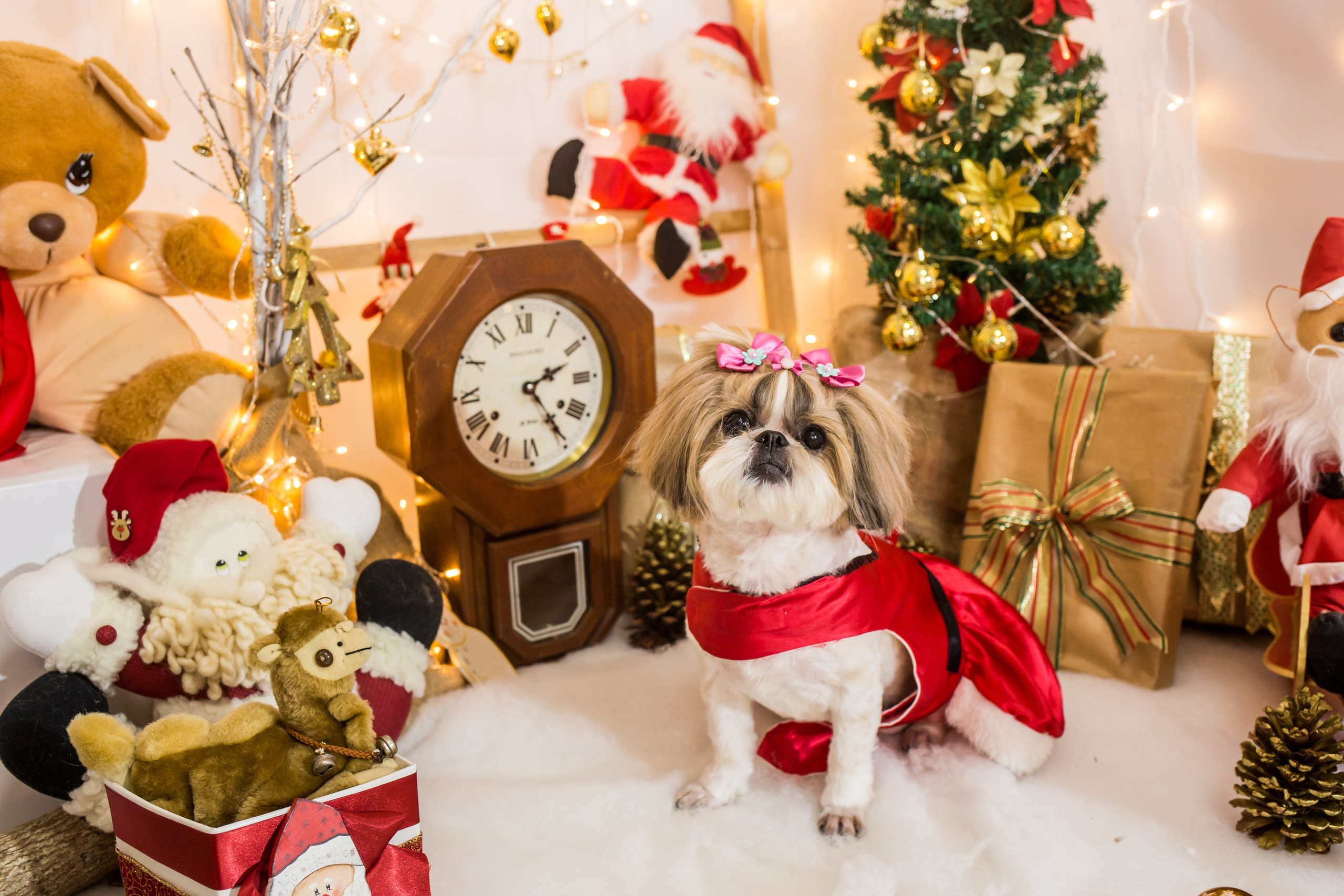 2021 — Natal encantado dos Pets. Fotografia Pet — estúdio, eventos, aniversários, ensaios temáticos