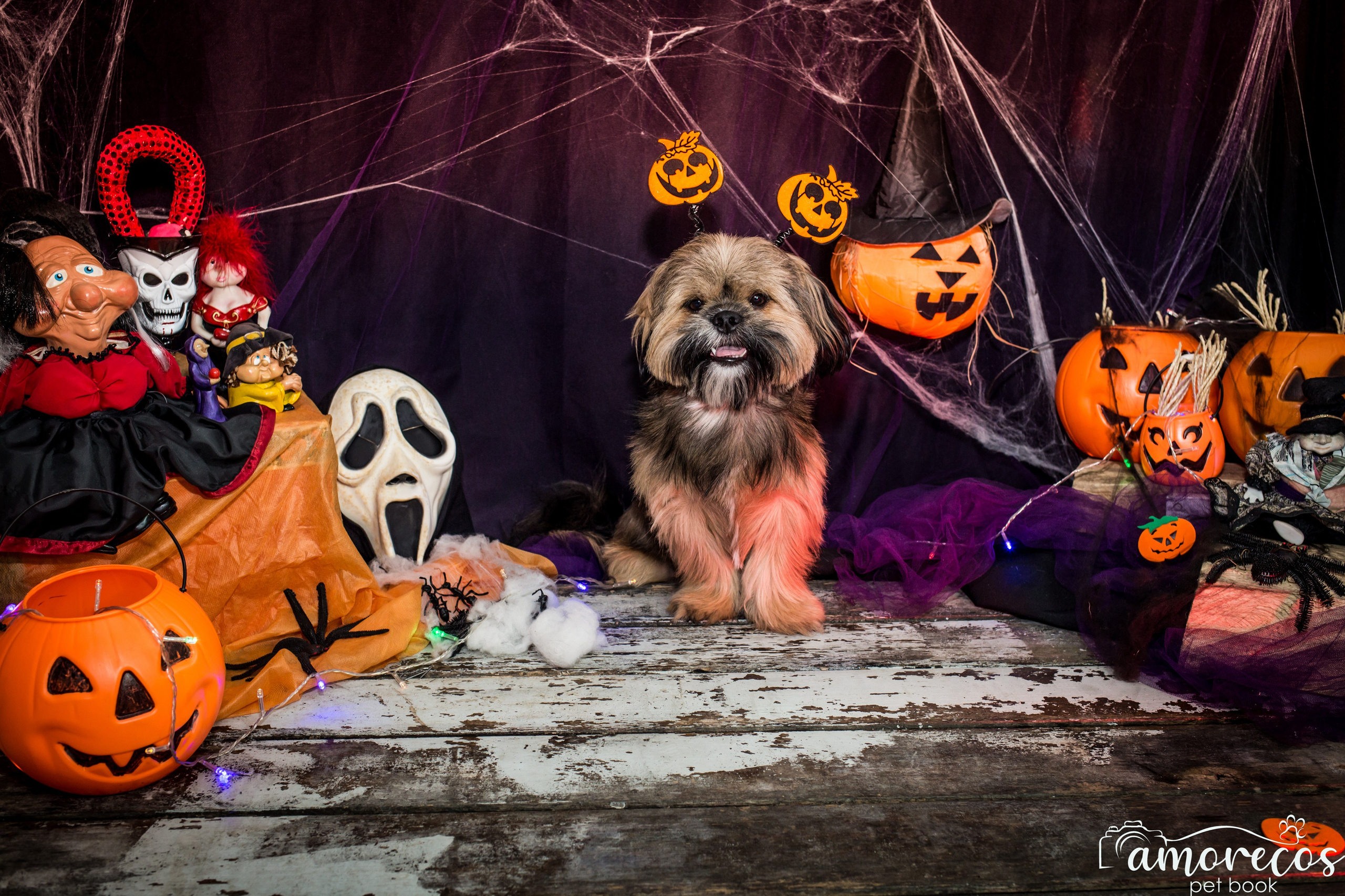 Hallowen — 2020 Doces ou travessuras. Fotografia Pet — estúdio, eventos, aniversários, ensaios temáticos