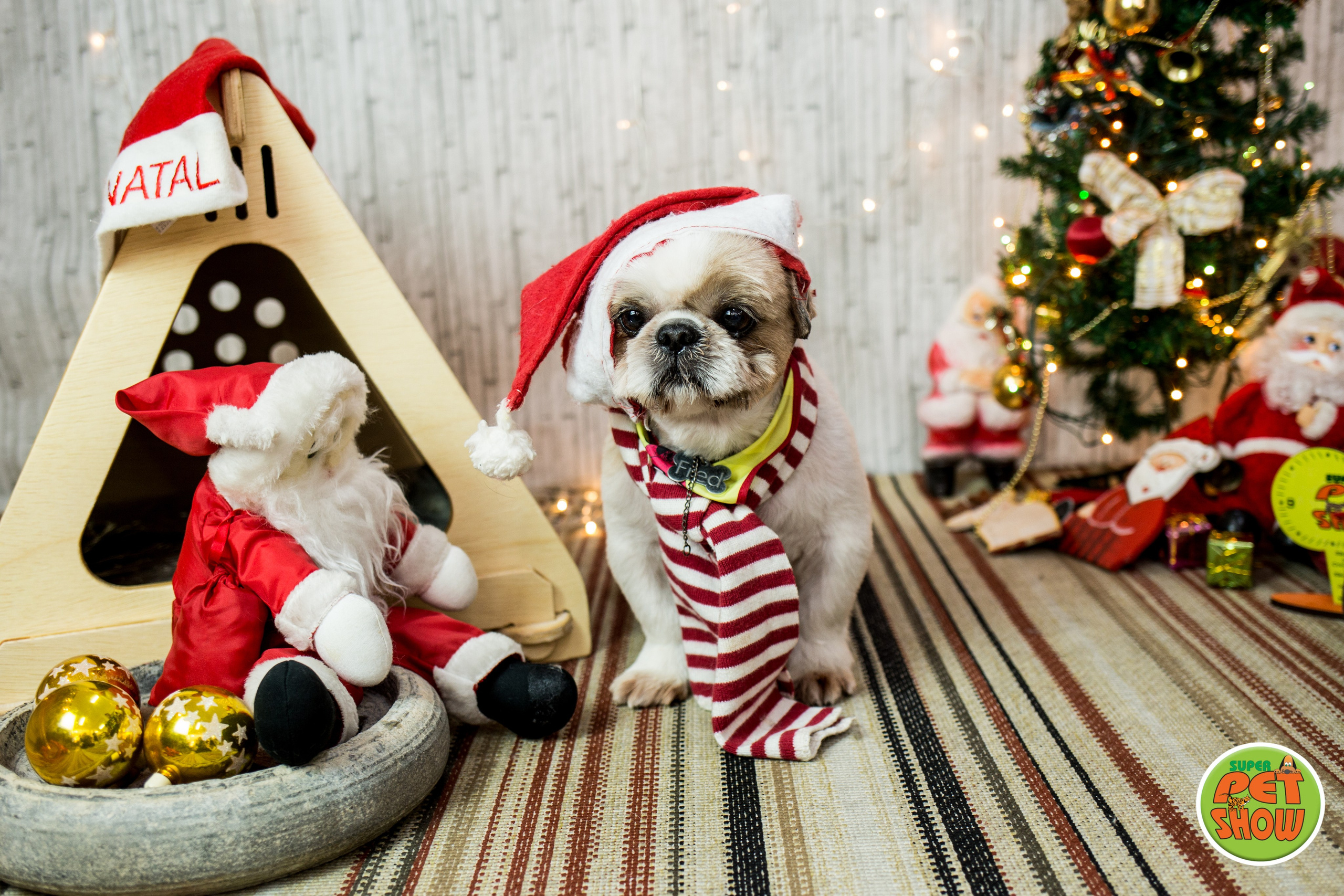 2019 — Natal encantado dos Pets. Fotografia Pet — estúdio, eventos, aniversários, ensaios temáticos