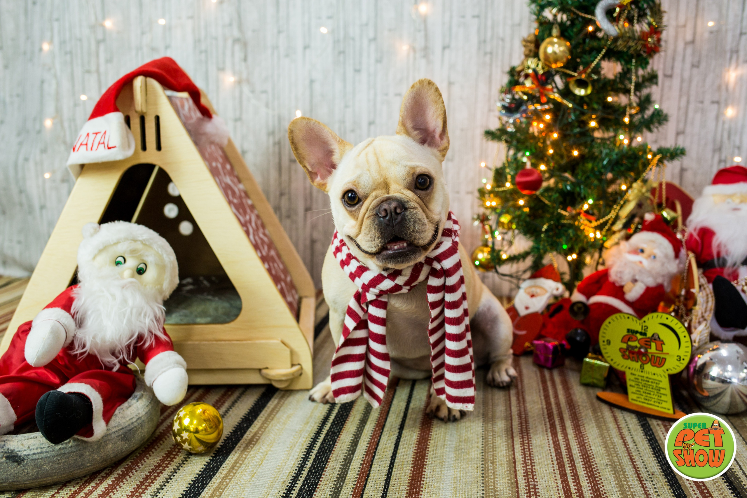 2019 — Natal encantado dos Pets. Fotografia Pet — estúdio, eventos, aniversários, ensaios temáticos