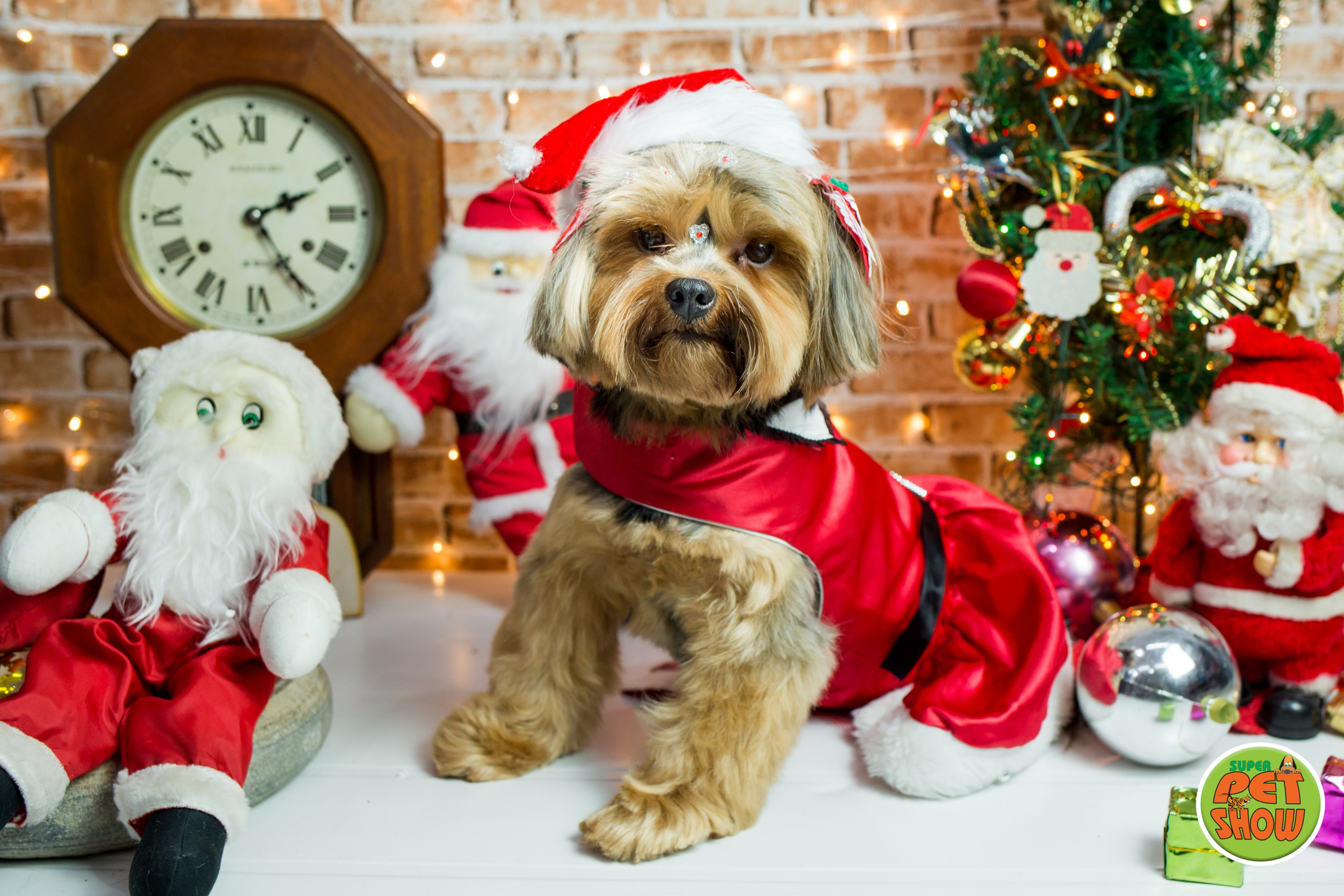 2019 — Natal encantado dos Pets. Fotografia Pet — estúdio, eventos, aniversários, ensaios temáticos