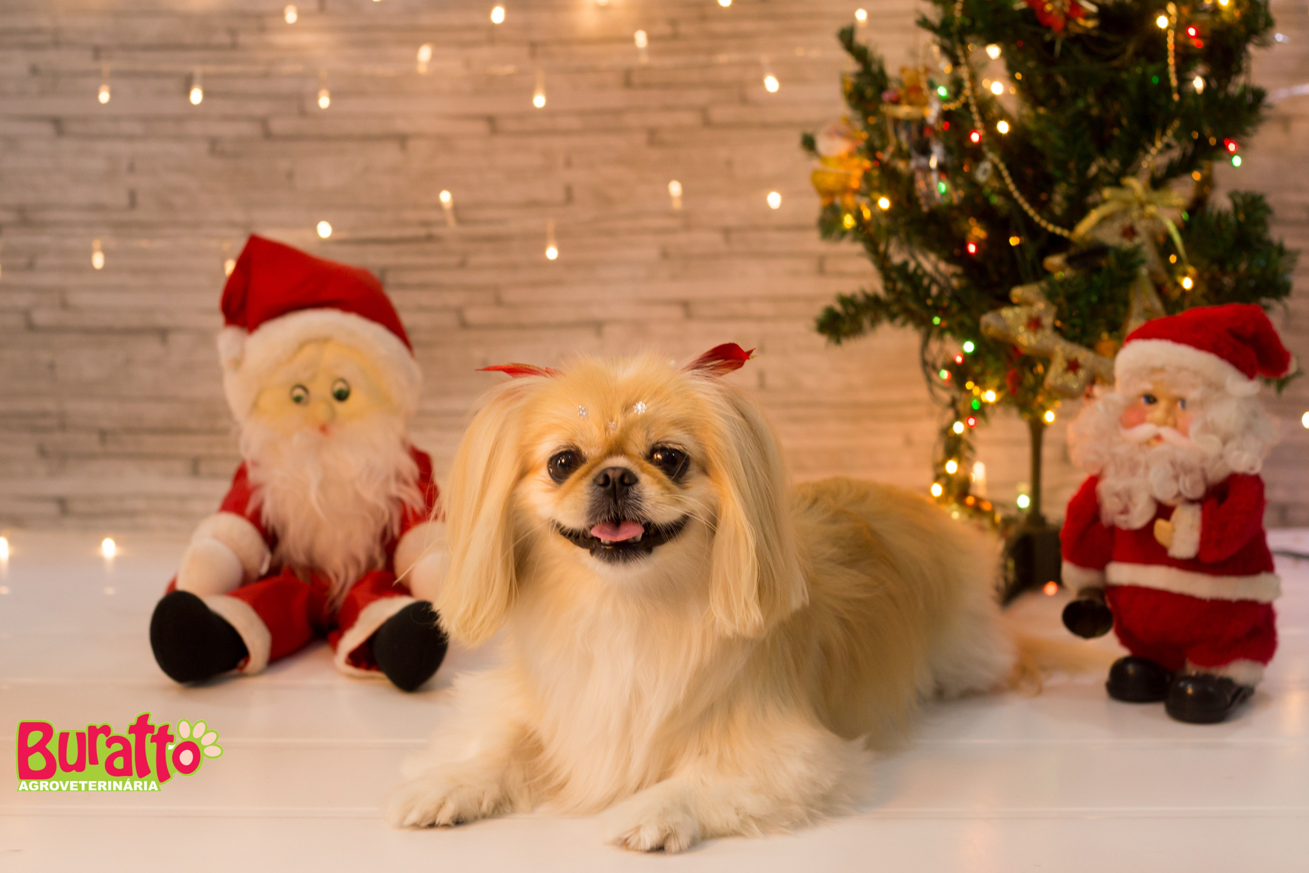 2018 — Natal encantado dos Pets. Fotografia Pet — estúdio, eventos, aniversários, ensaios temáticos