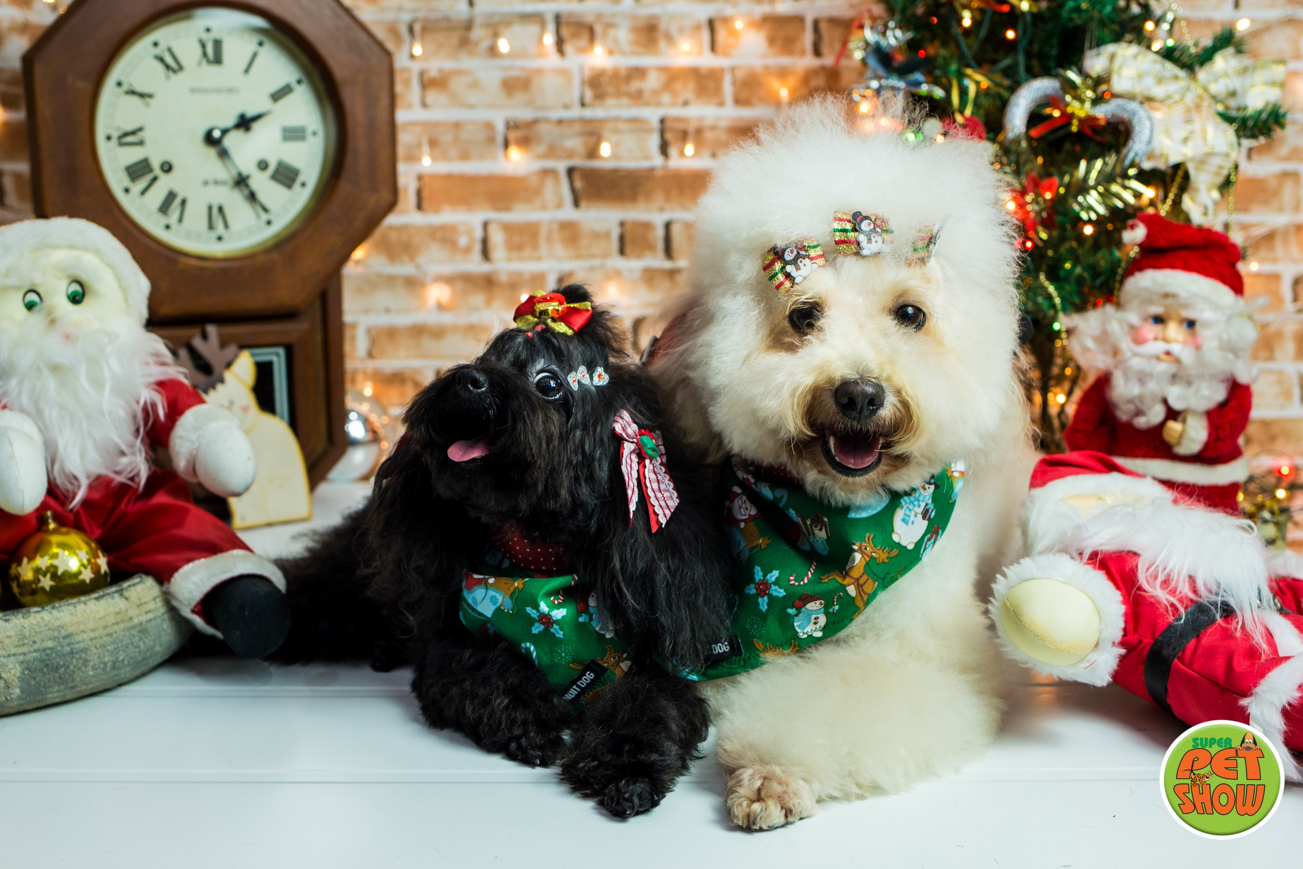 2019 — Natal encantado dos Pets. Fotografia Pet — estúdio, eventos, aniversários, ensaios temáticos