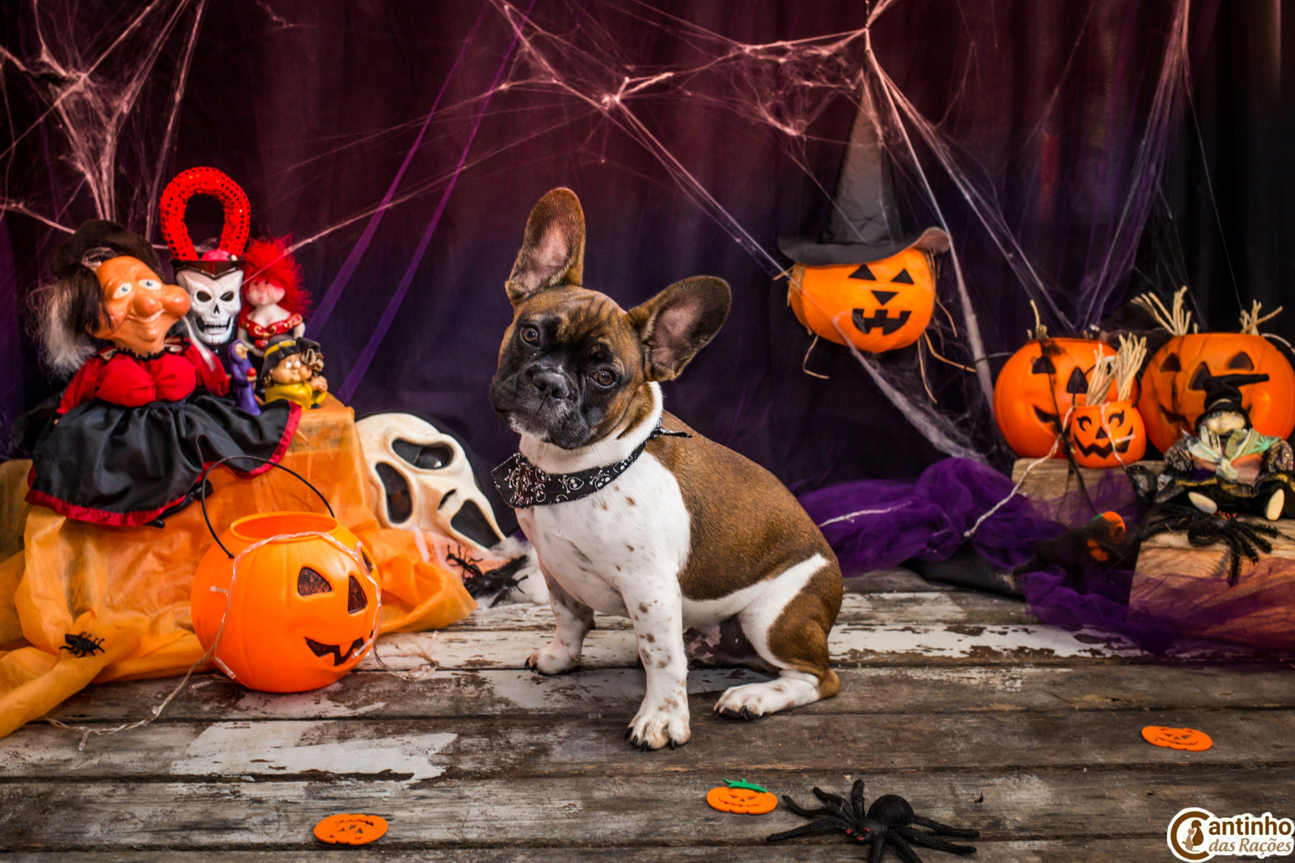 Hallowen — 2020 Doces ou travessuras. Fotografia Pet — estúdio, eventos, aniversários, ensaios temáticos