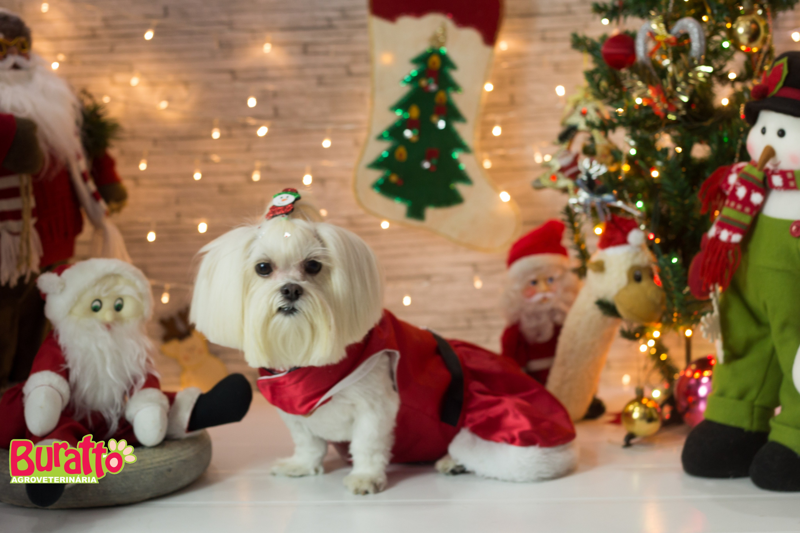2018 — Natal encantado dos Pets. Fotografia Pet — estúdio, eventos, aniversários, ensaios temáticos