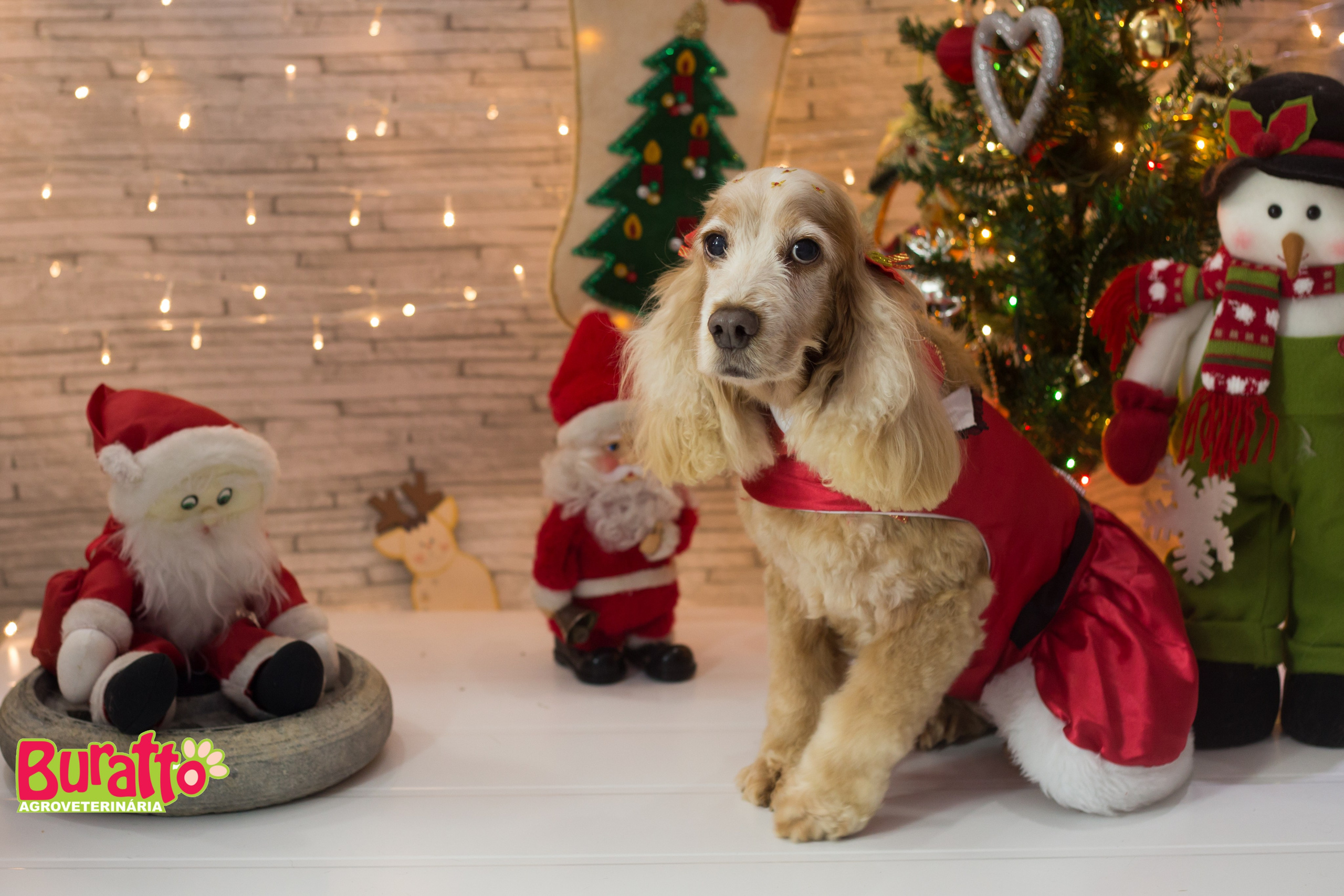 2018 — Natal encantado dos Pets. Fotografia Pet — estúdio, eventos, aniversários, ensaios temáticos