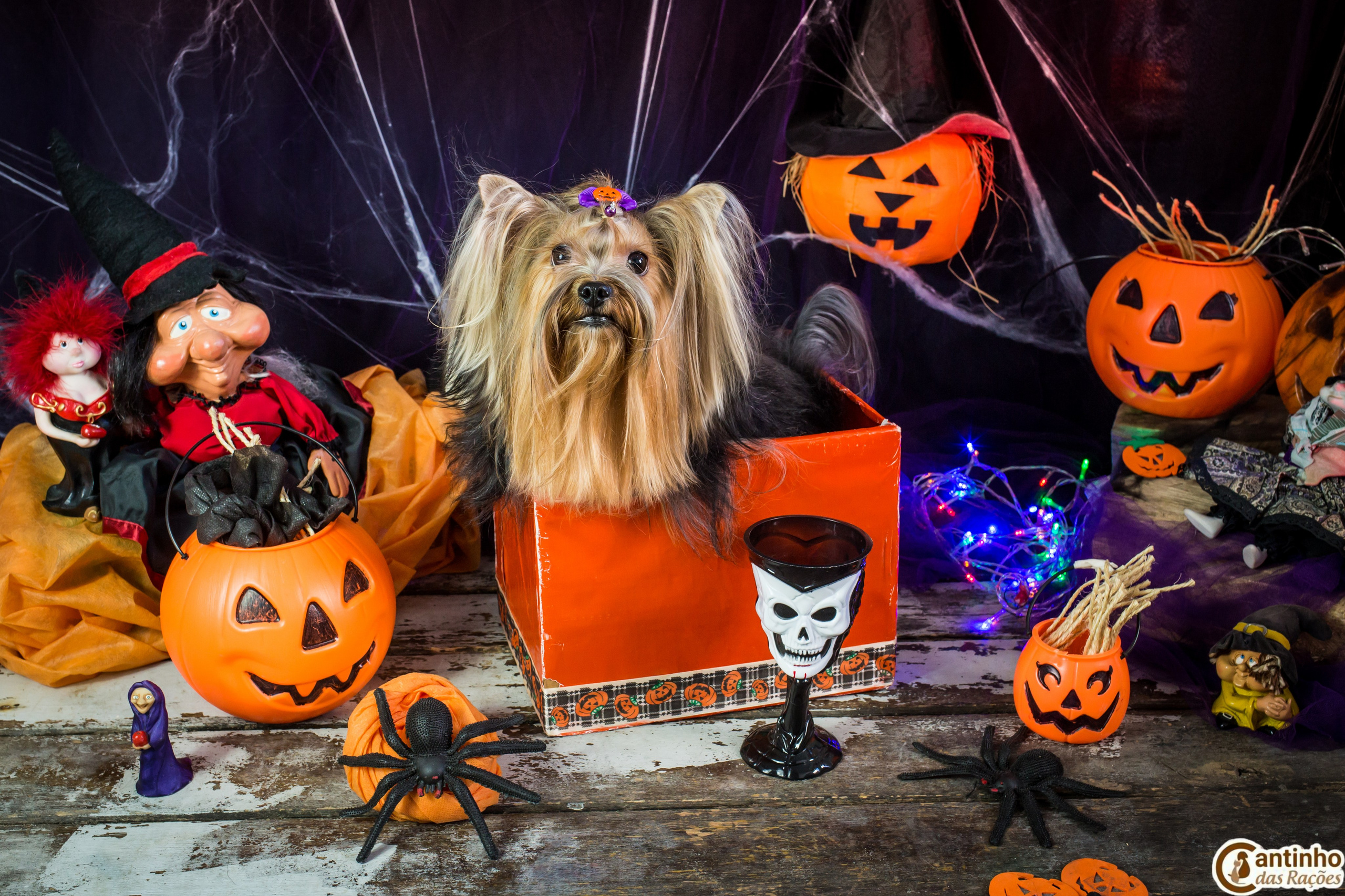 Hallowen — 2020 Doces ou travessuras. Fotografia Pet — estúdio, eventos, aniversários, ensaios temáticos