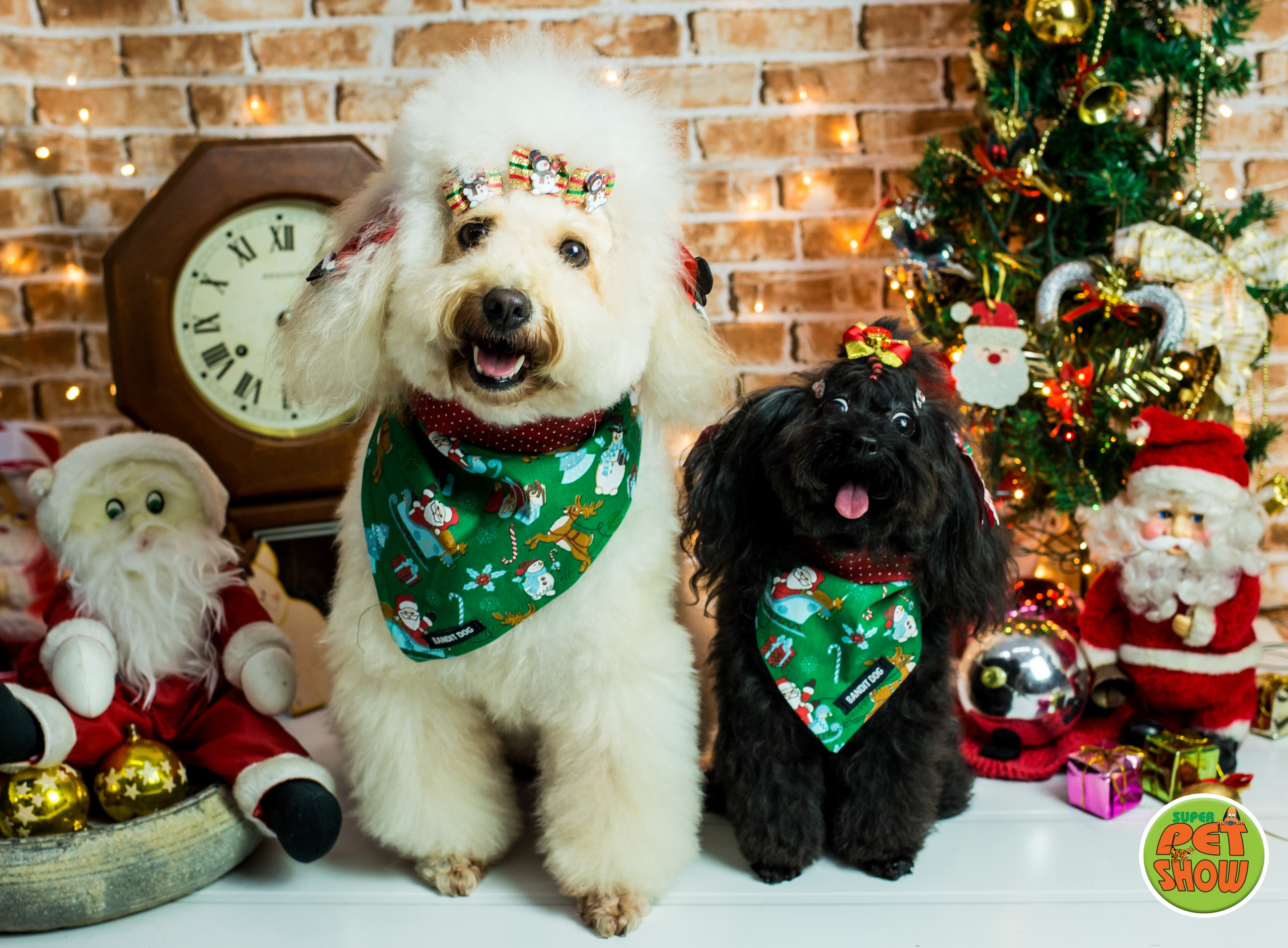 2019 — Natal encantado dos Pets. Fotografia Pet — estúdio, eventos, aniversários, ensaios temáticos