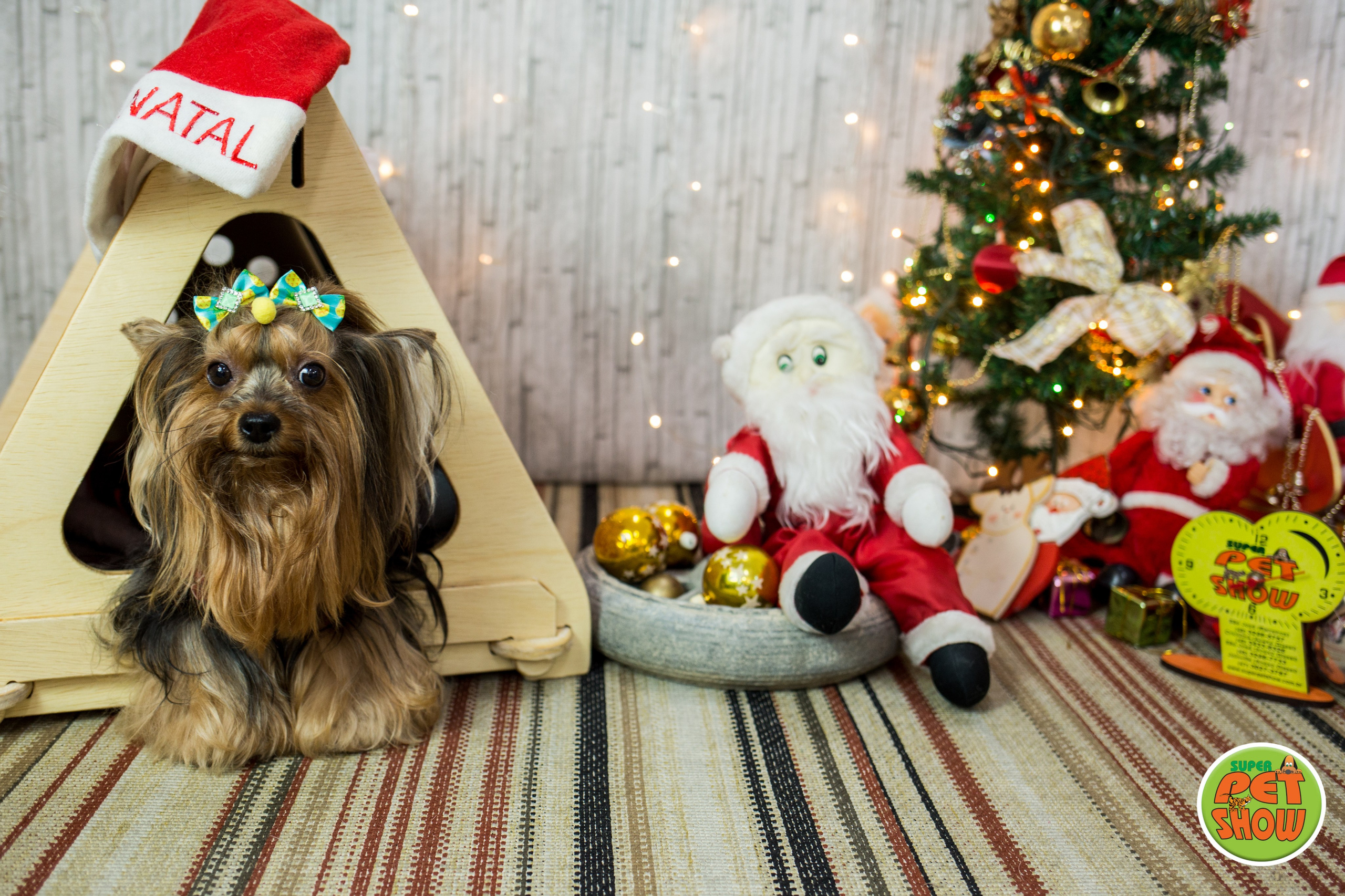 2019 — Natal encantado dos Pets. Fotografia Pet — estúdio, eventos, aniversários, ensaios temáticos