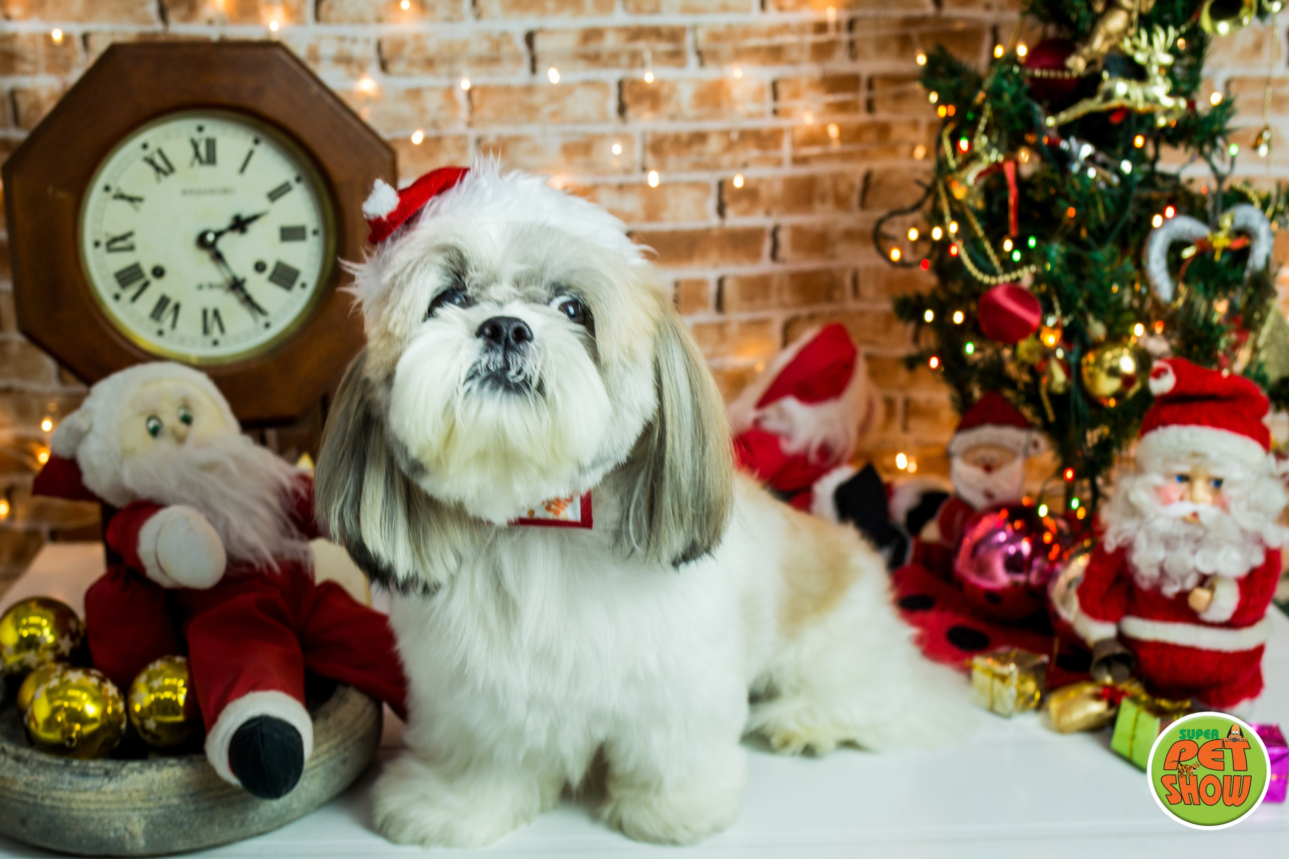 2019 — Natal encantado dos Pets. Fotografia Pet — estúdio, eventos, aniversários, ensaios temáticos