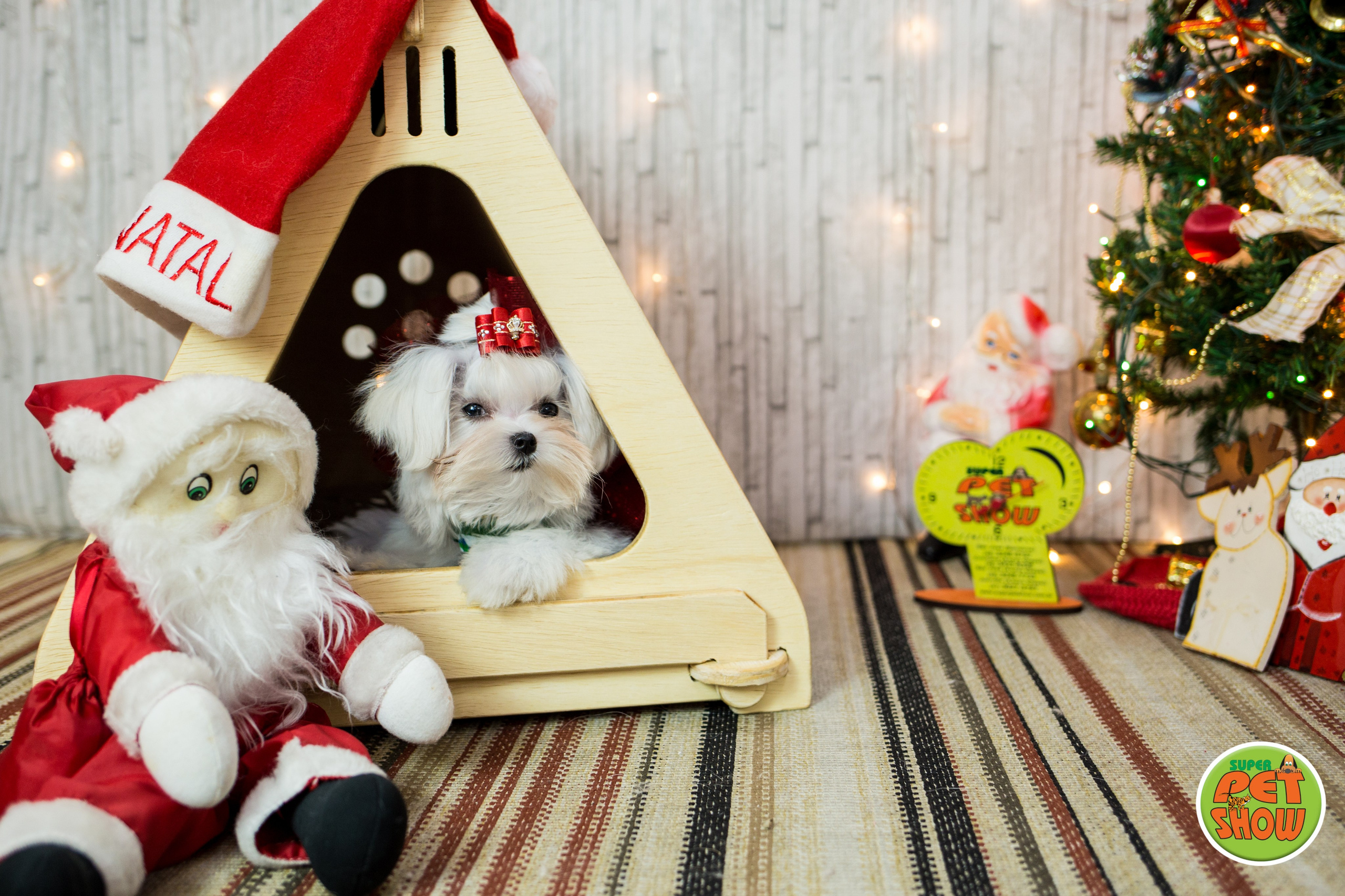 2019 — Natal encantado dos Pets. Fotografia Pet — estúdio, eventos, aniversários, ensaios temáticos