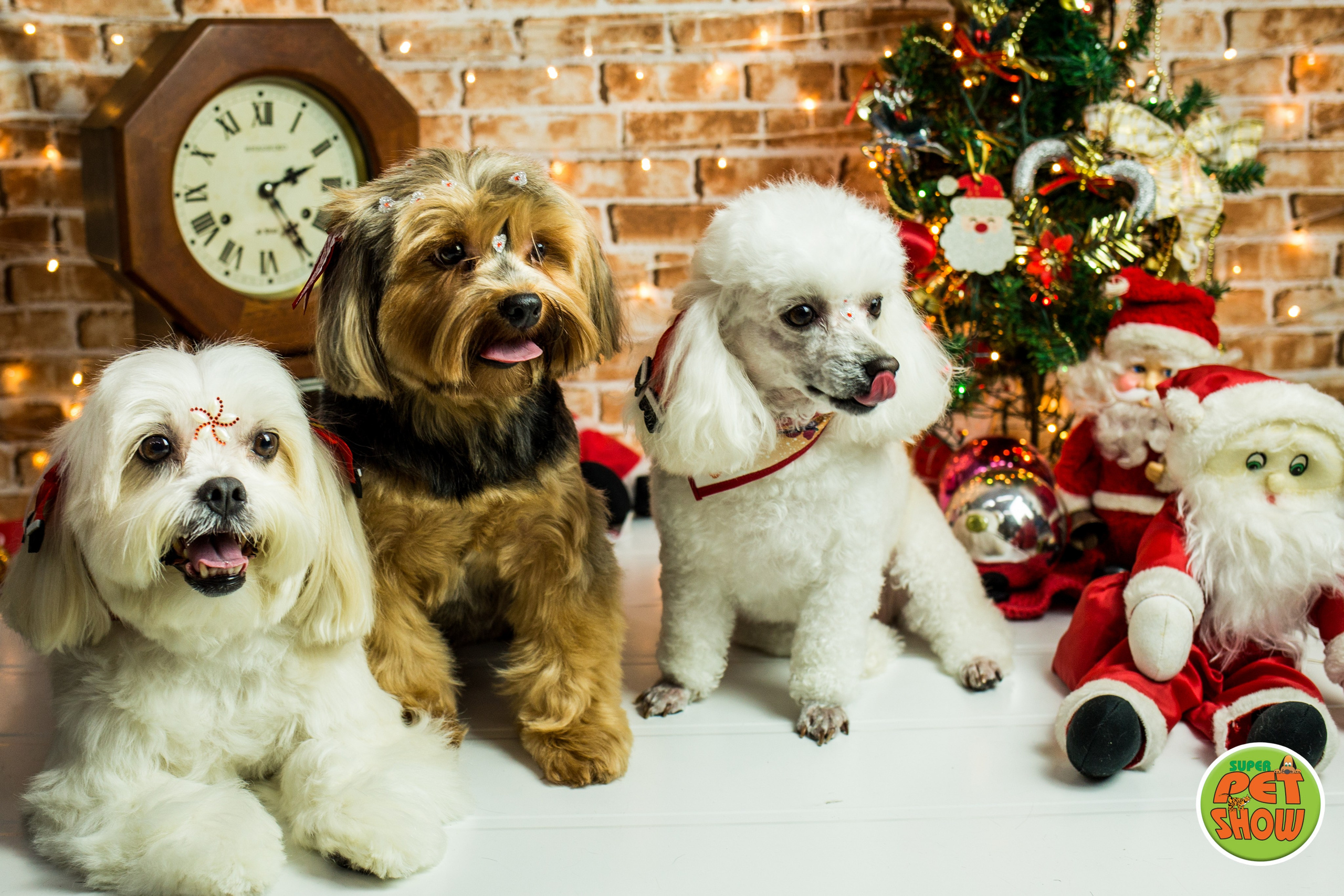 2019 — Natal encantado dos Pets. Fotografia Pet — estúdio, eventos, aniversários, ensaios temáticos