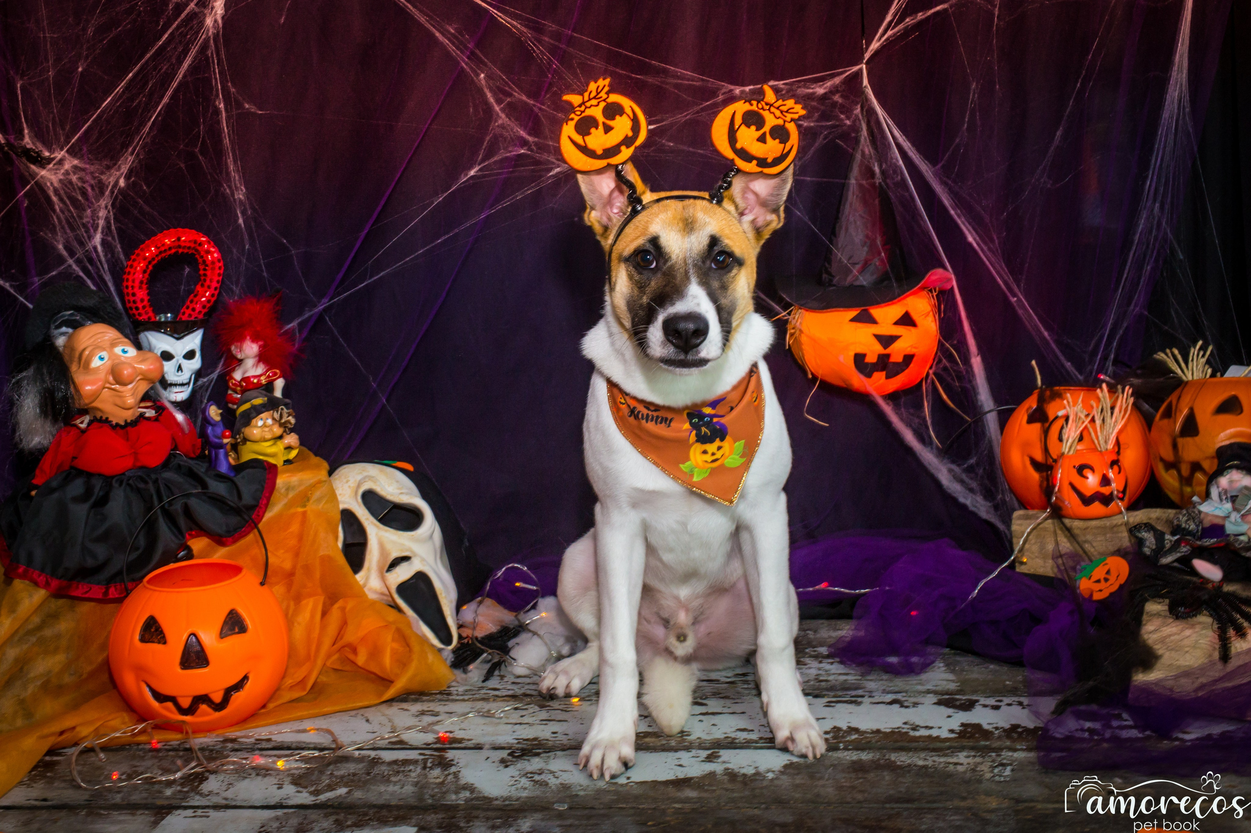 Hallowen — 2020 Doces ou travessuras. Fotografia Pet — estúdio, eventos, aniversários, ensaios temáticos