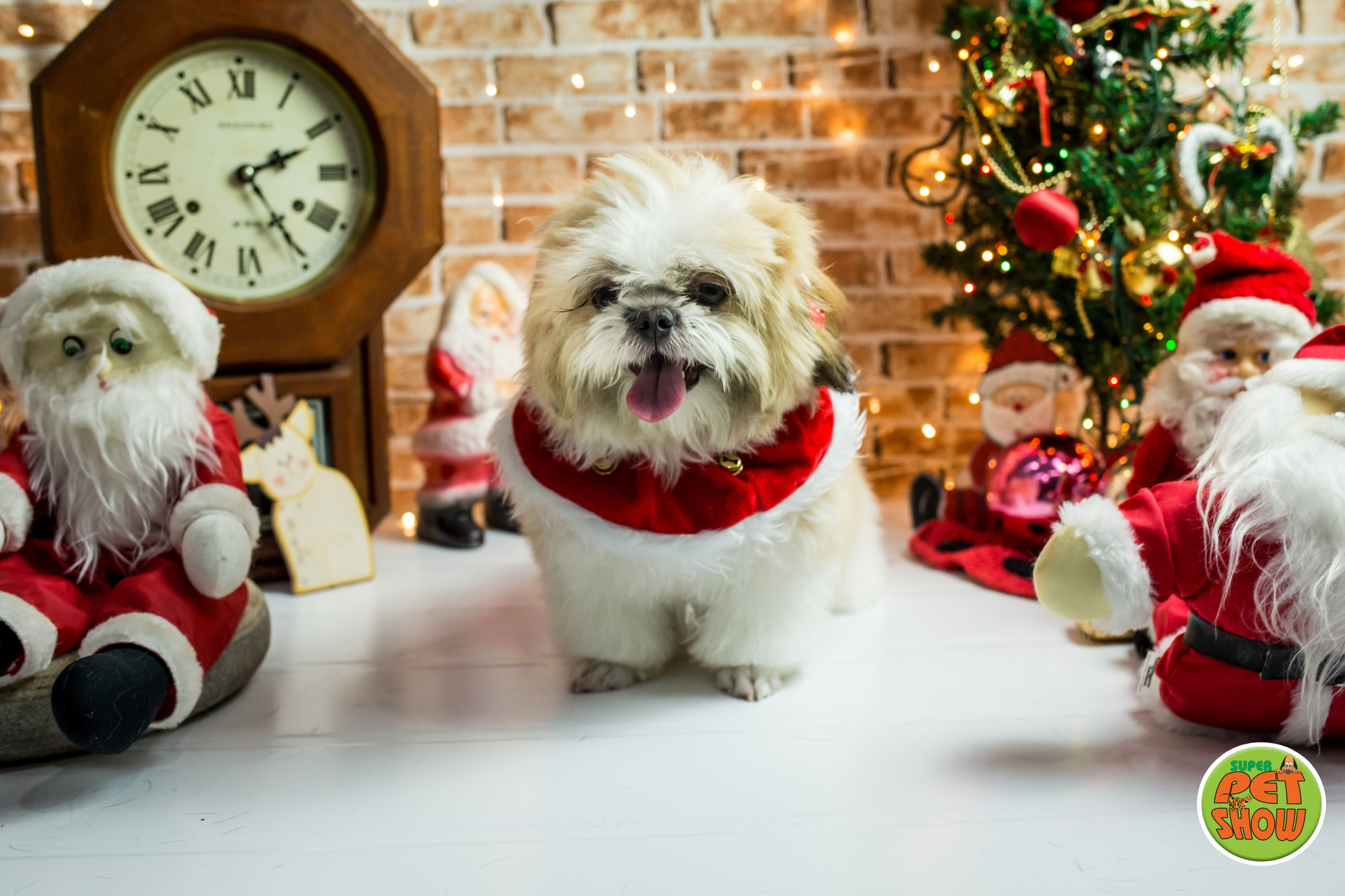 2019 — Natal encantado dos Pets. Fotografia Pet — estúdio, eventos, aniversários, ensaios temáticos