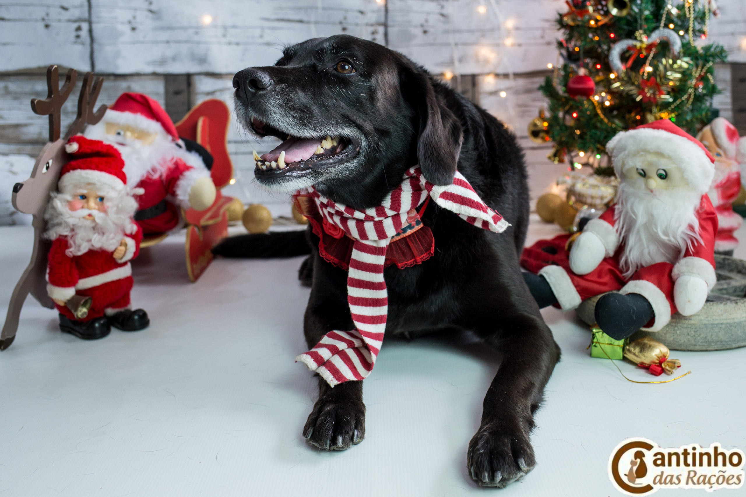 2019 — Natal encantado dos Pets. Fotografia Pet — estúdio, eventos, aniversários, ensaios temáticos