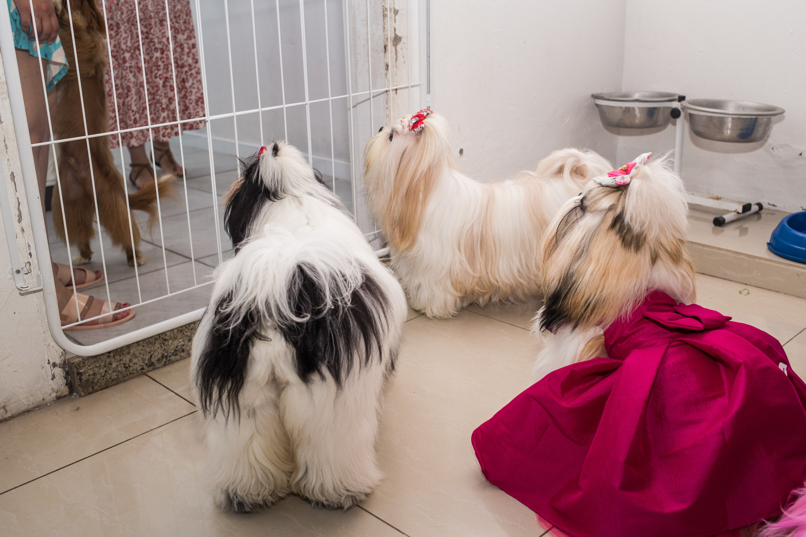 Kiara — 1 aninho. Fotografia Pet — estúdio, eventos, aniversários, ensaios temáticos