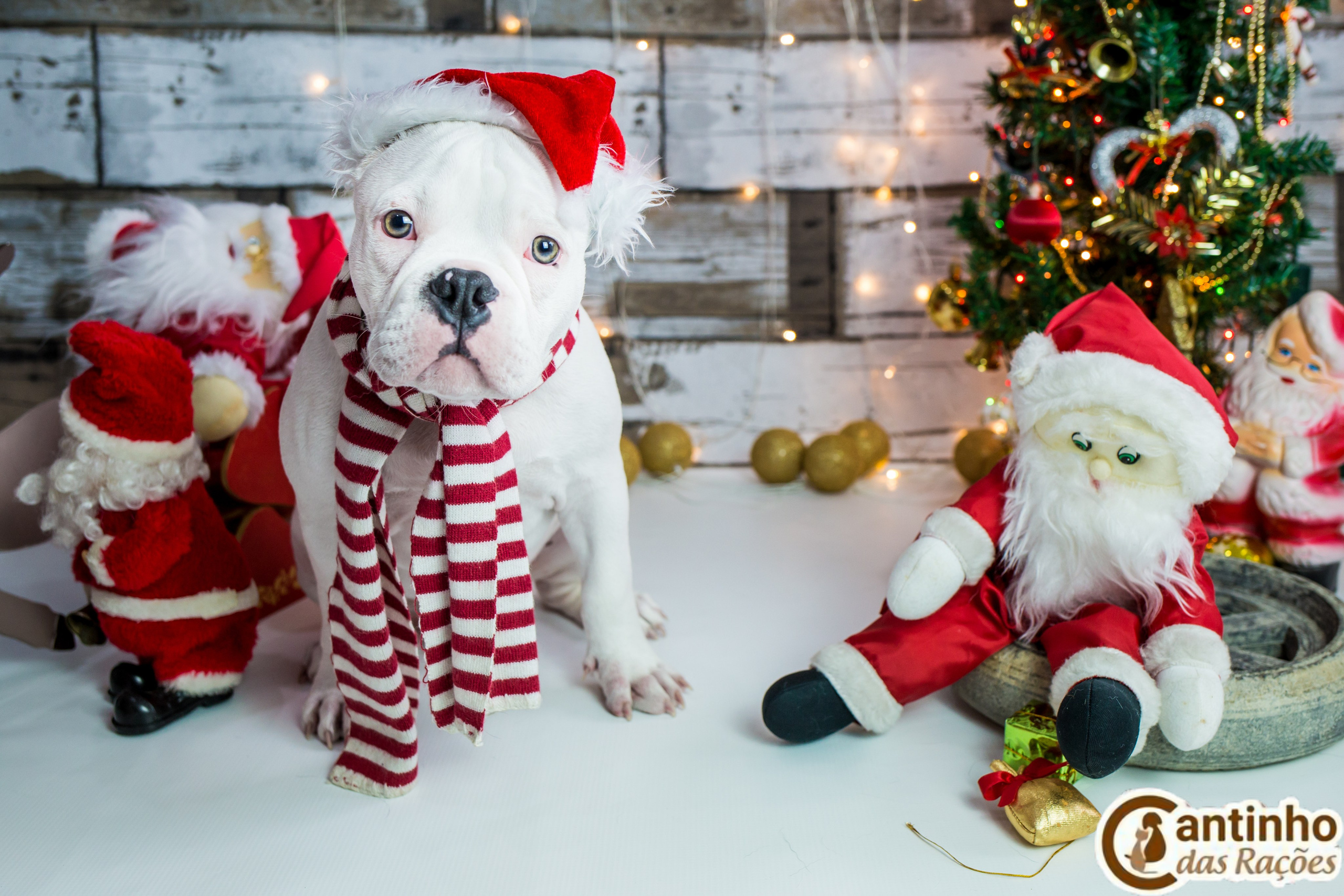 2019 — Natal encantado dos Pets. Fotografia Pet — estúdio, eventos, aniversários, ensaios temáticos
