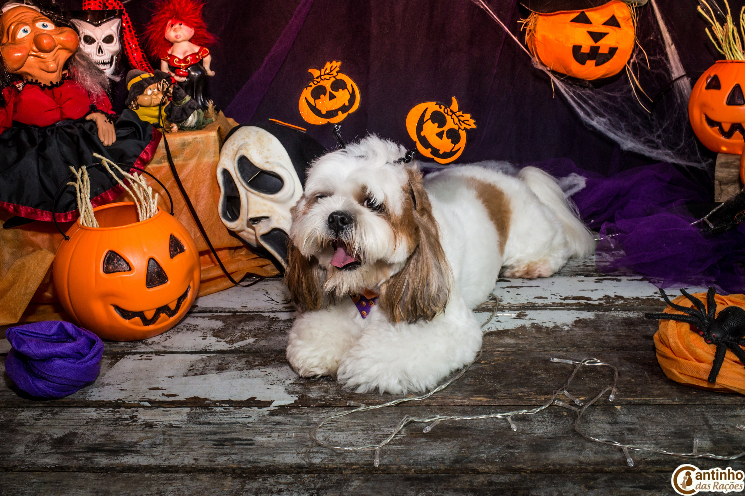 Hallowen — 2020 Doces ou travessuras. Fotografia Pet — estúdio, eventos, aniversários, ensaios temáticos