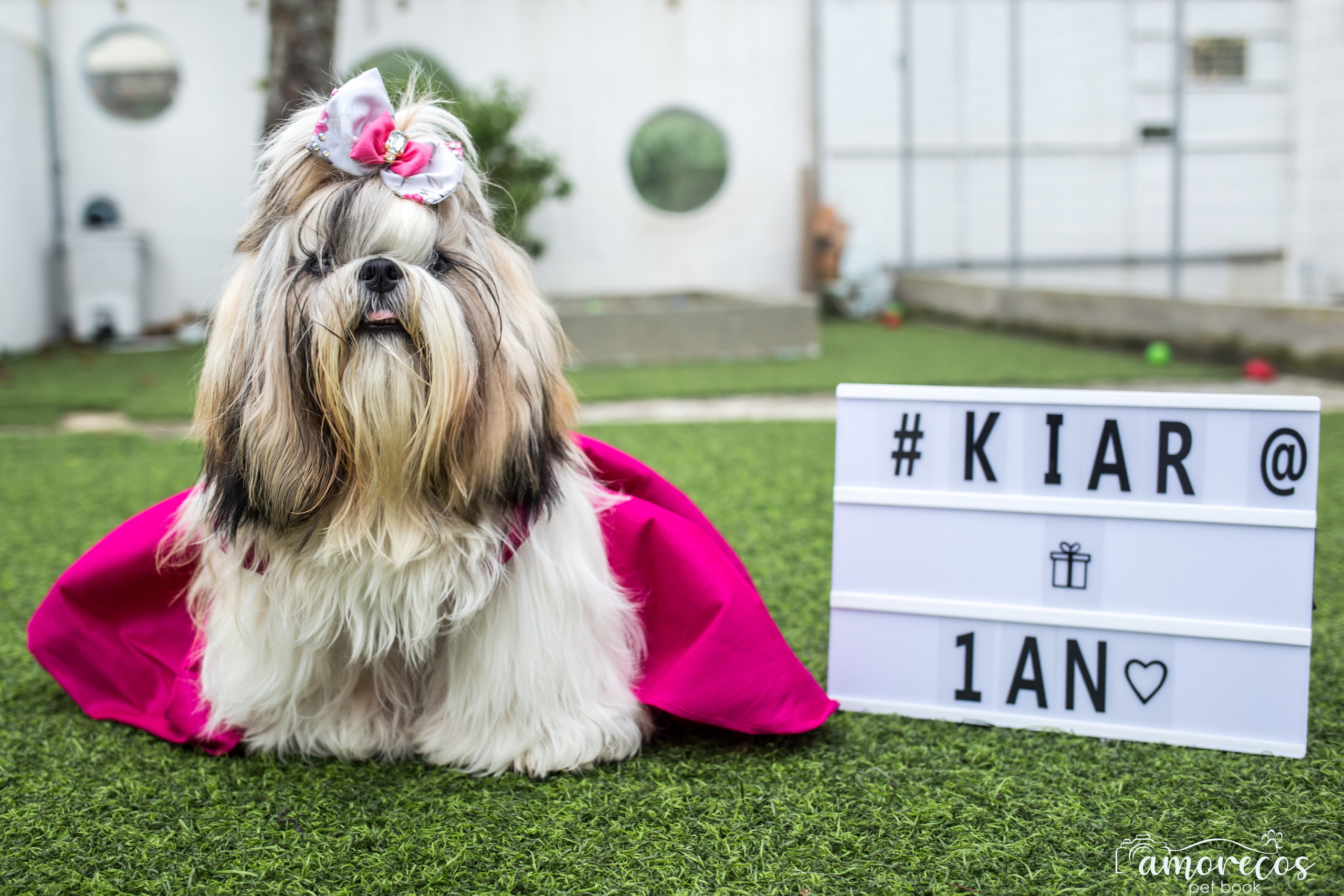 Kiara — 1 aninho. Fotografia Pet — estúdio, eventos, aniversários, ensaios temáticos