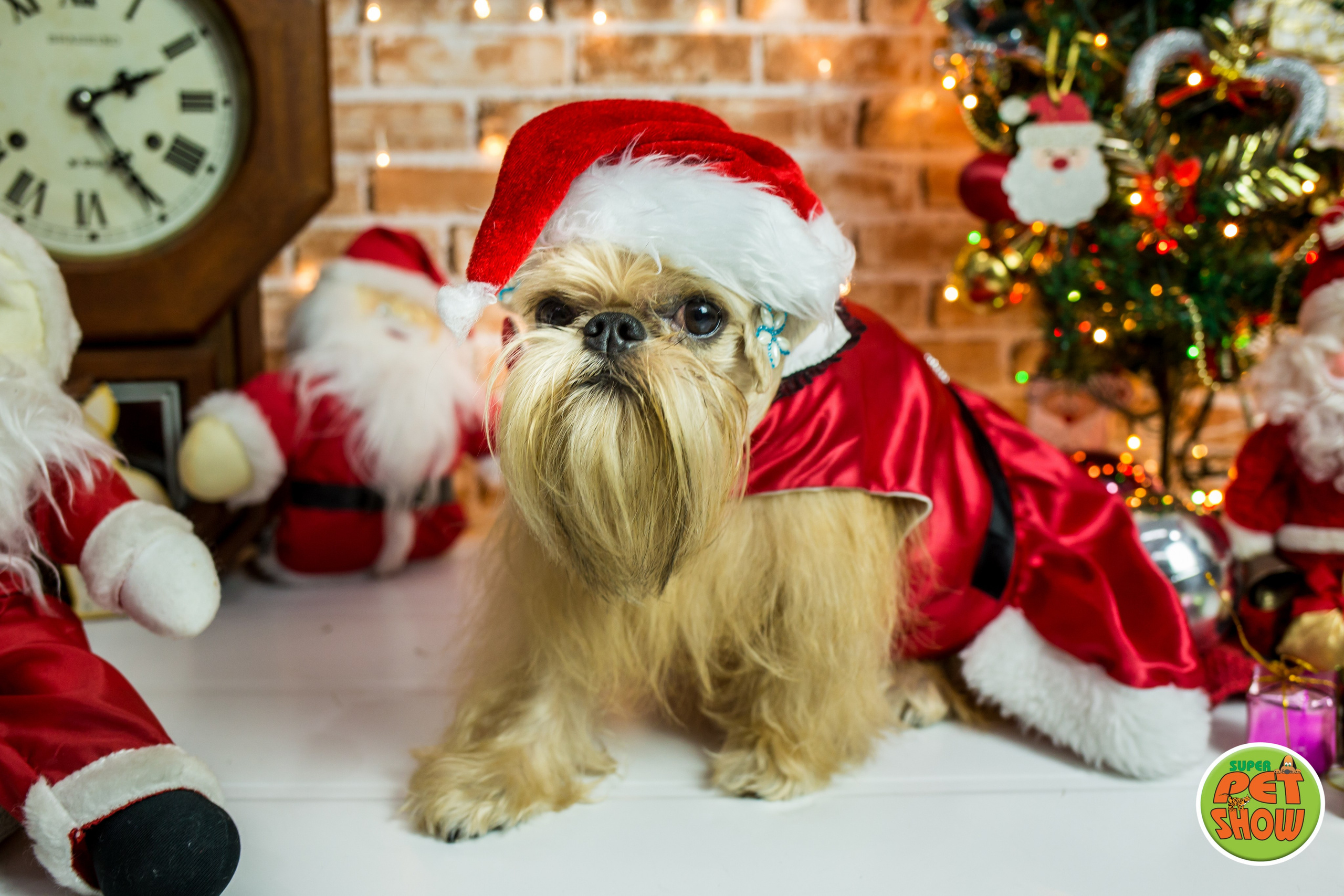 2019 — Natal encantado dos Pets. Fotografia Pet — estúdio, eventos, aniversários, ensaios temáticos