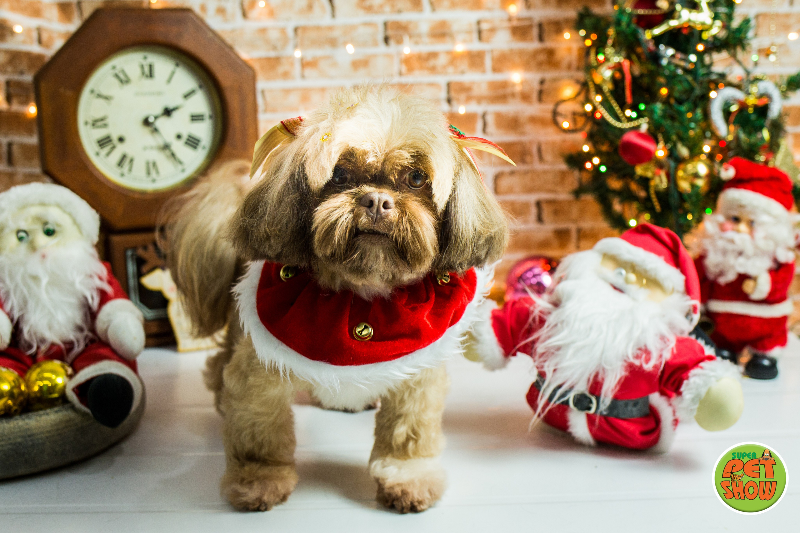 2019 — Natal encantado dos Pets. Fotografia Pet — estúdio, eventos, aniversários, ensaios temáticos