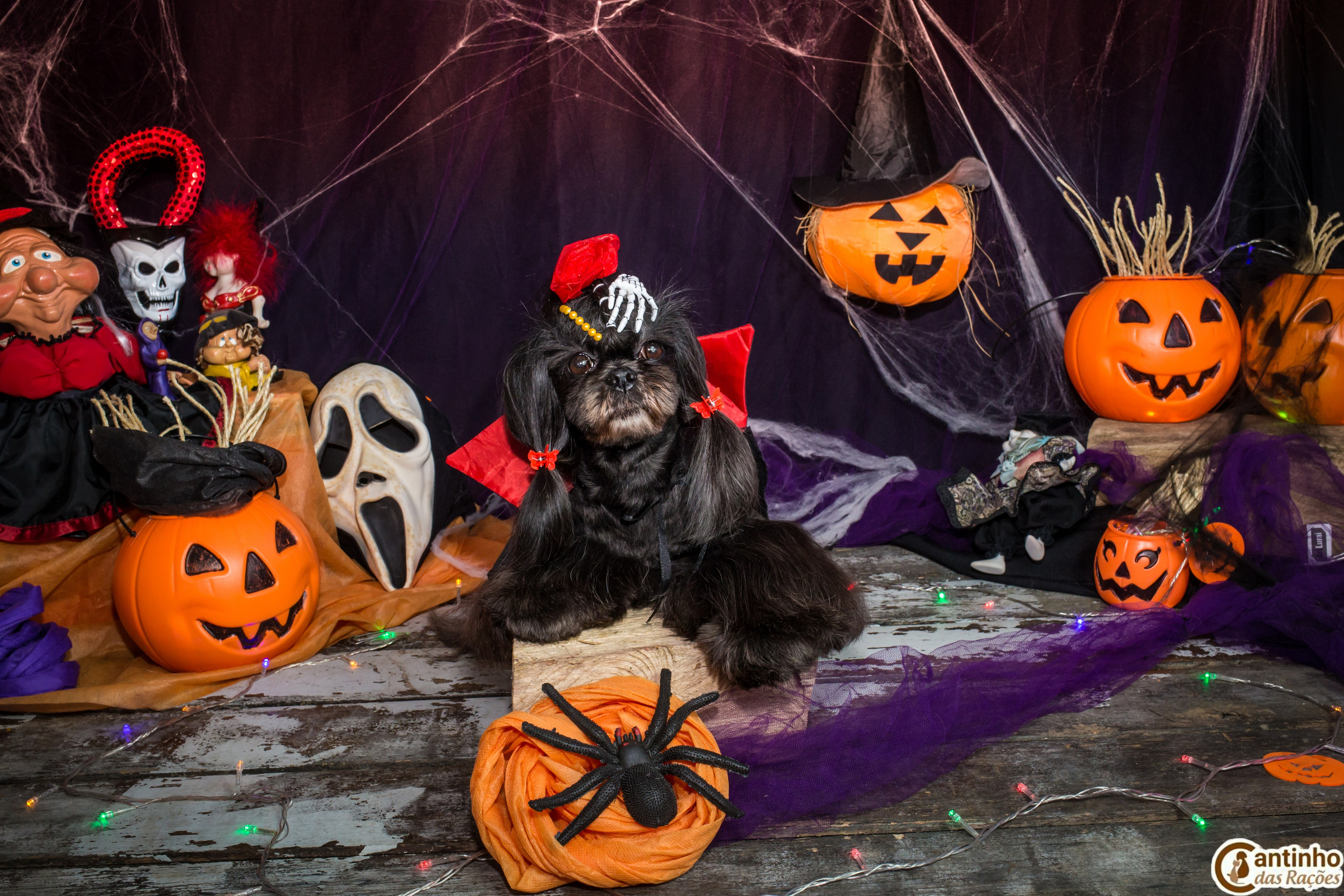 Hallowen — 2020 Doces ou travessuras. Fotografia Pet — estúdio, eventos, aniversários, ensaios temáticos