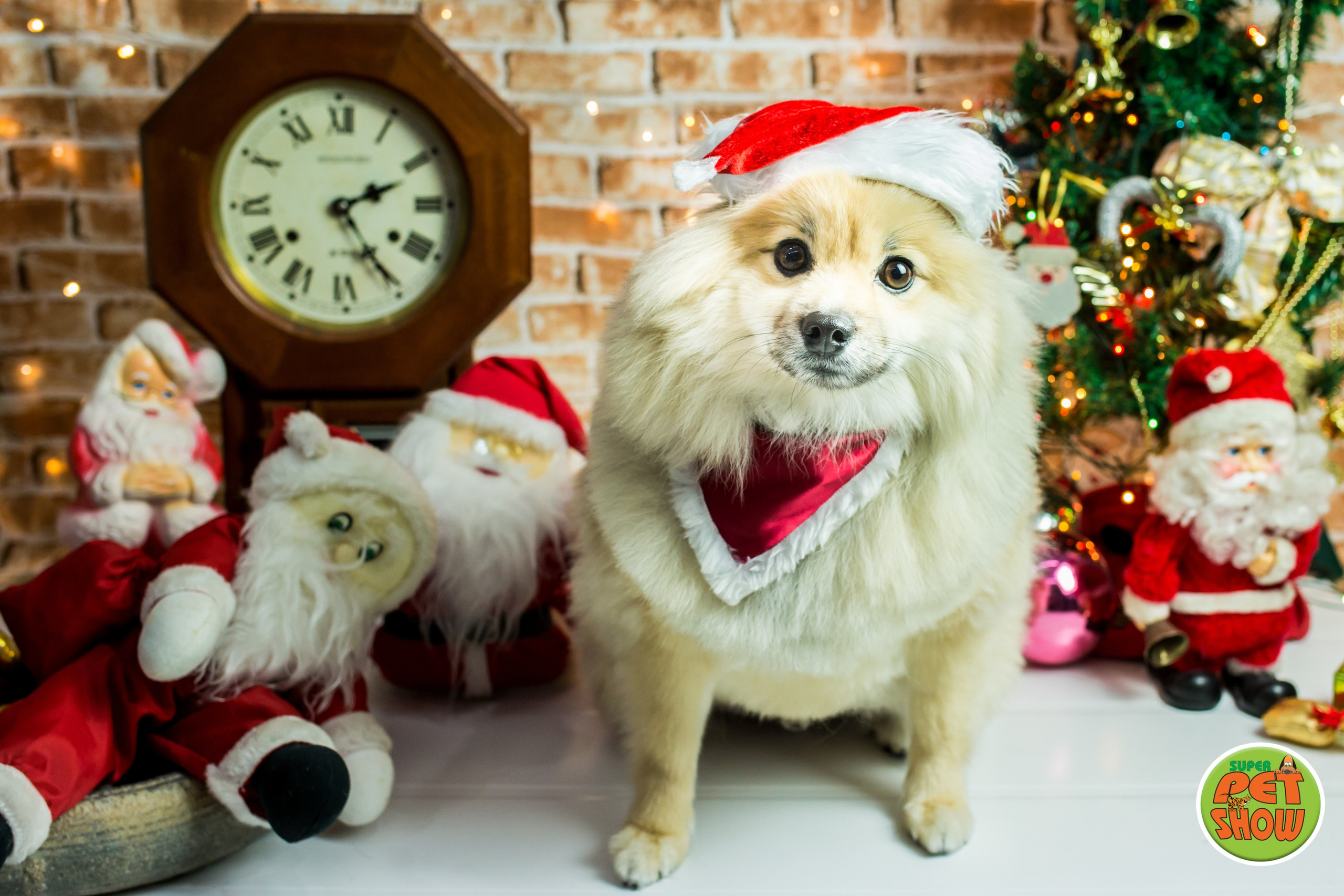 2019 — Natal encantado dos Pets. Fotografia Pet — estúdio, eventos, aniversários, ensaios temáticos