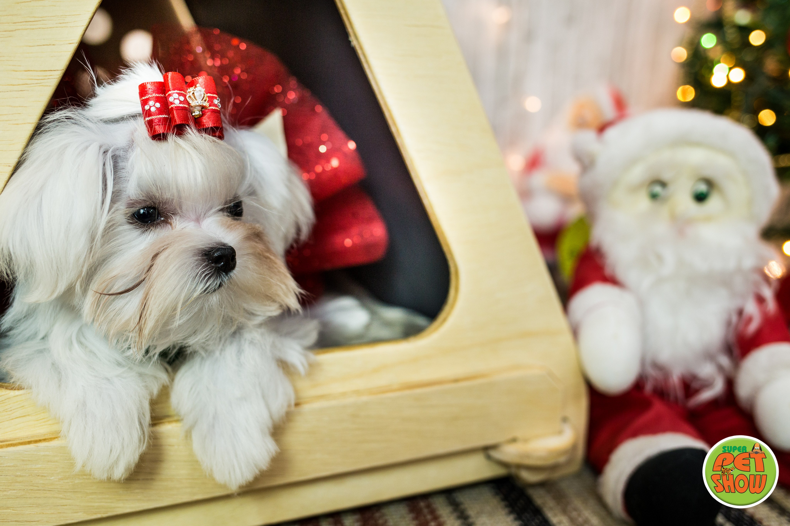 2019 — Natal encantado dos Pets. Fotografia Pet — estúdio, eventos, aniversários, ensaios temáticos