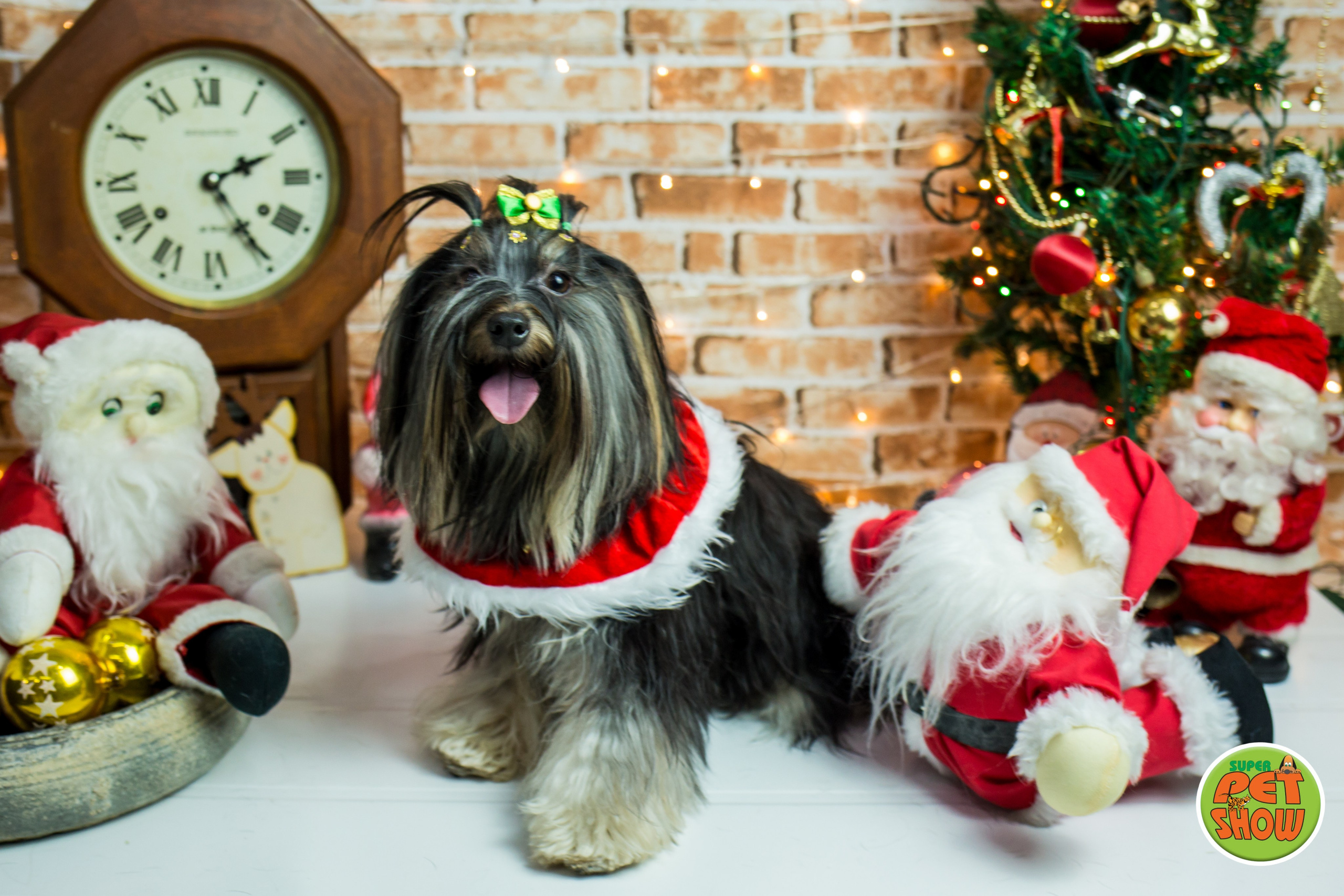 2019 — Natal encantado dos Pets. Fotografia Pet — estúdio, eventos, aniversários, ensaios temáticos