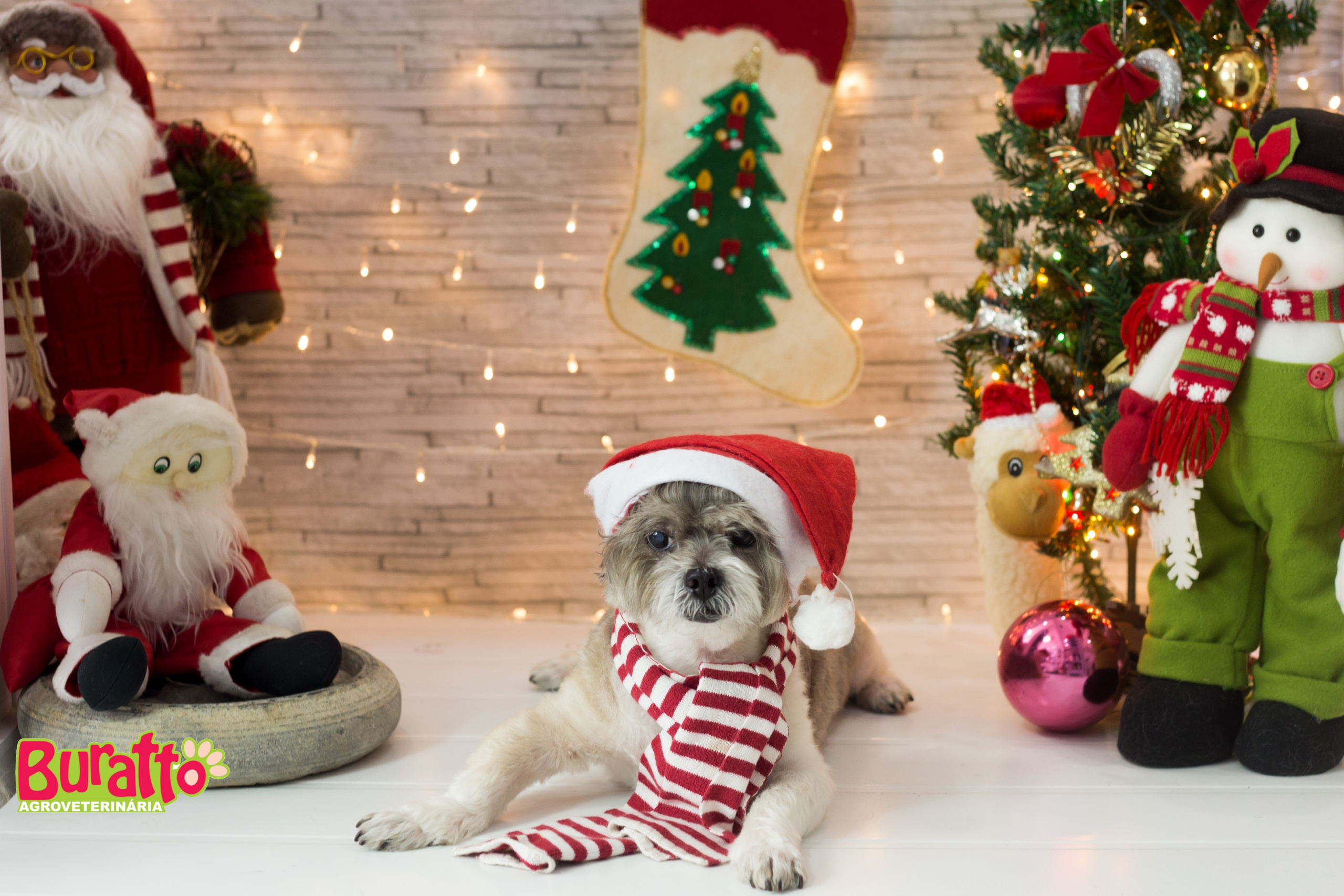 2018 — Natal encantado dos Pets. Fotografia Pet — estúdio, eventos, aniversários, ensaios temáticos
