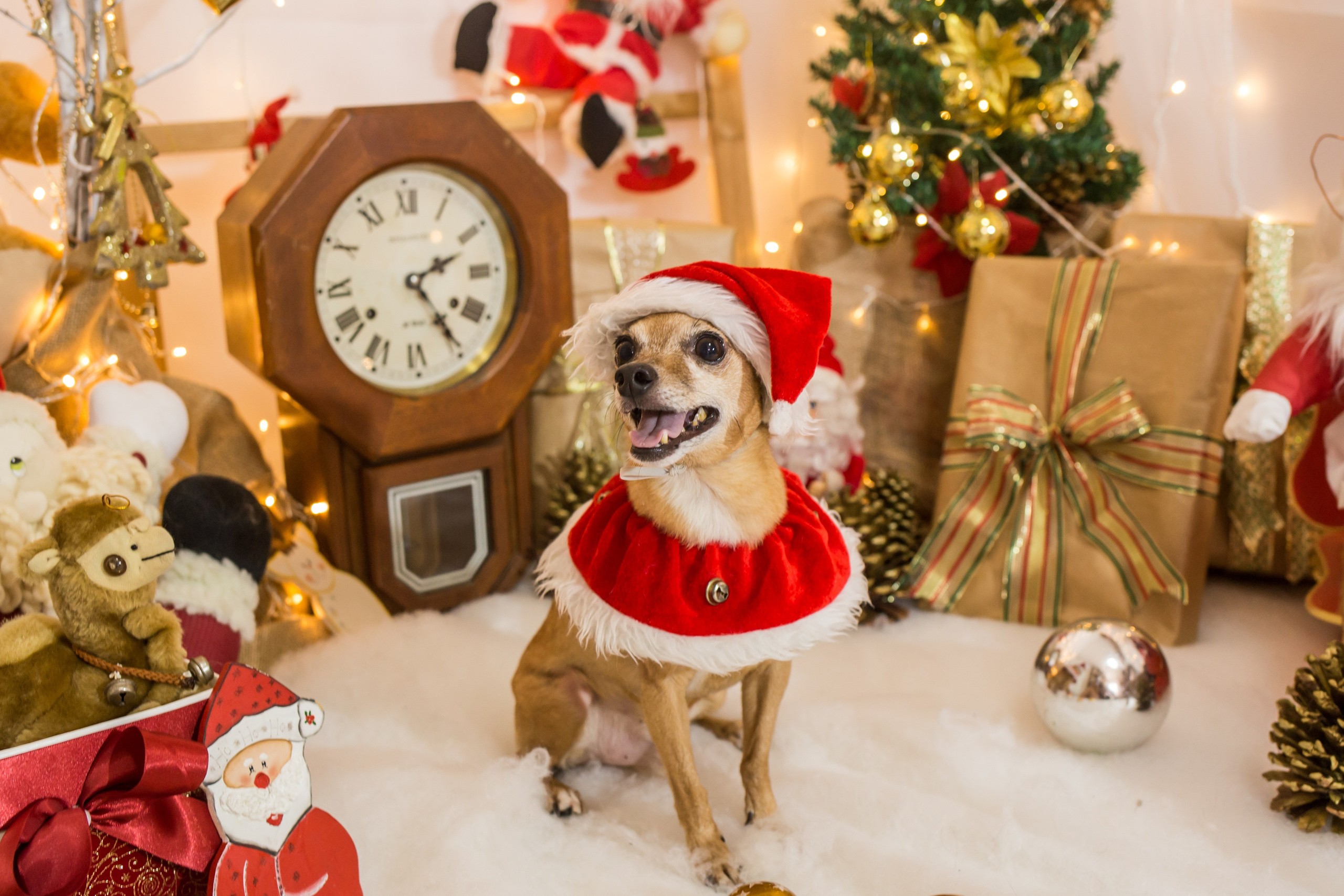 2021 — Natal encantado dos Pets. Fotografia Pet — estúdio, eventos, aniversários, ensaios temáticos